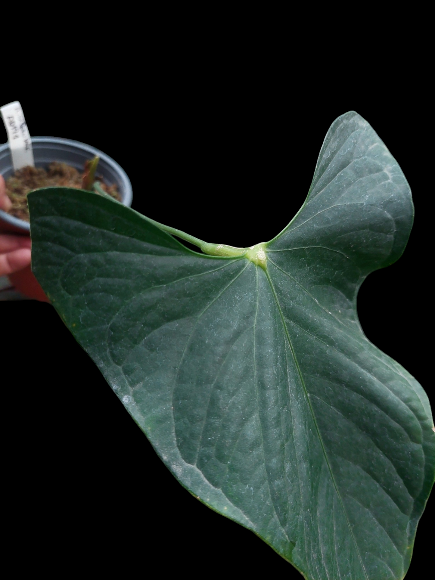 Anthurium sp. 'Peru Dark' Wild Ecotype (EXACT PLANT)