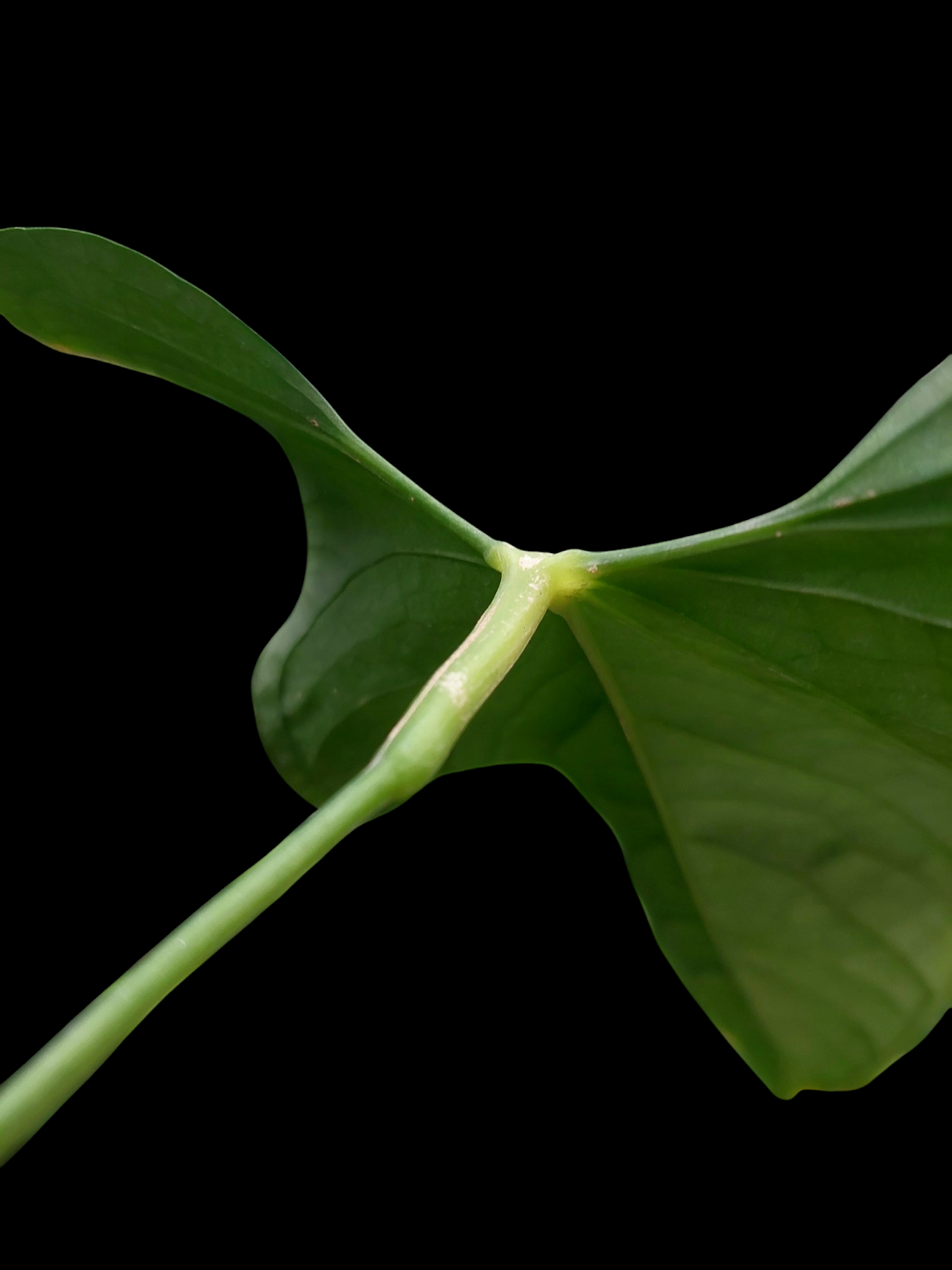 Anthurium sp. 'Peru Dark' Wild Ecotype (EXACT PLANT)