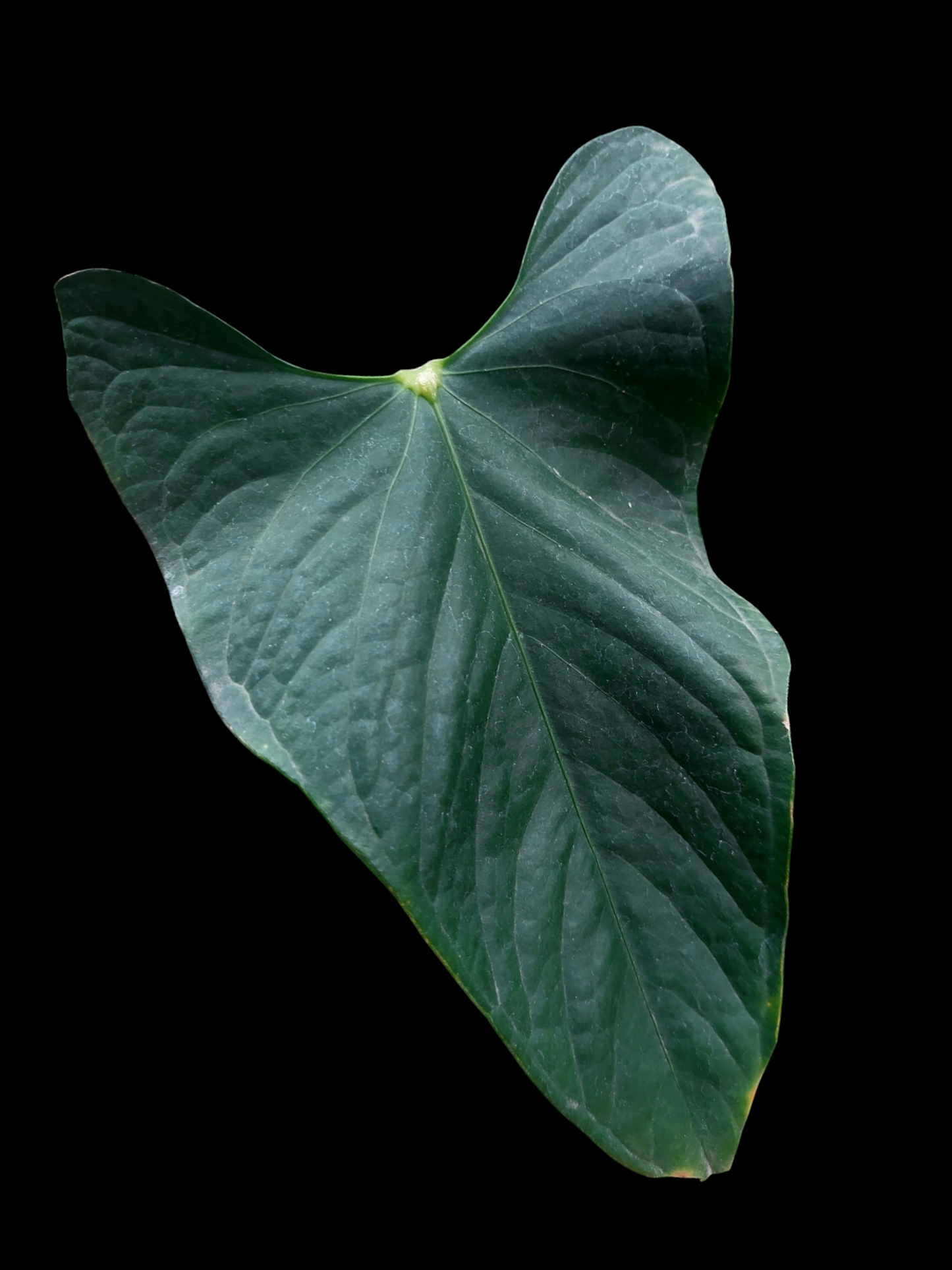 Anthurium sp. 'Peru Dark' Wild Ecotype (EXACT PLANT)