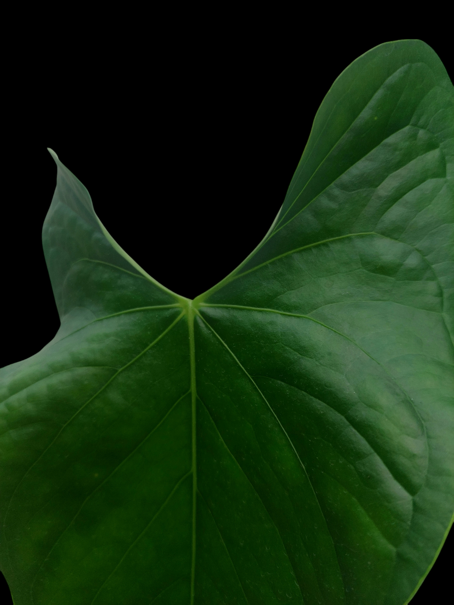 Anthurium sp. 'Peru Dark' (EXACT PLANT)