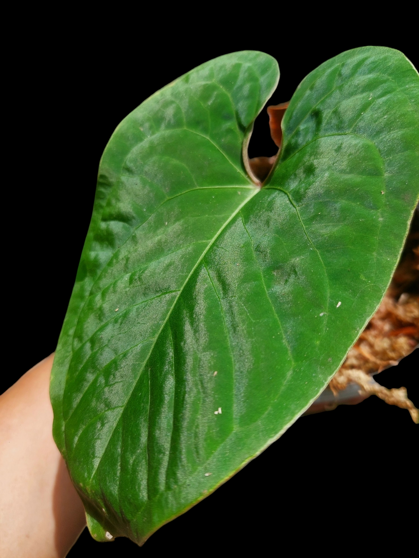 Anthurium sp. 'Huanuco Velvet' (EXACT PLANT)