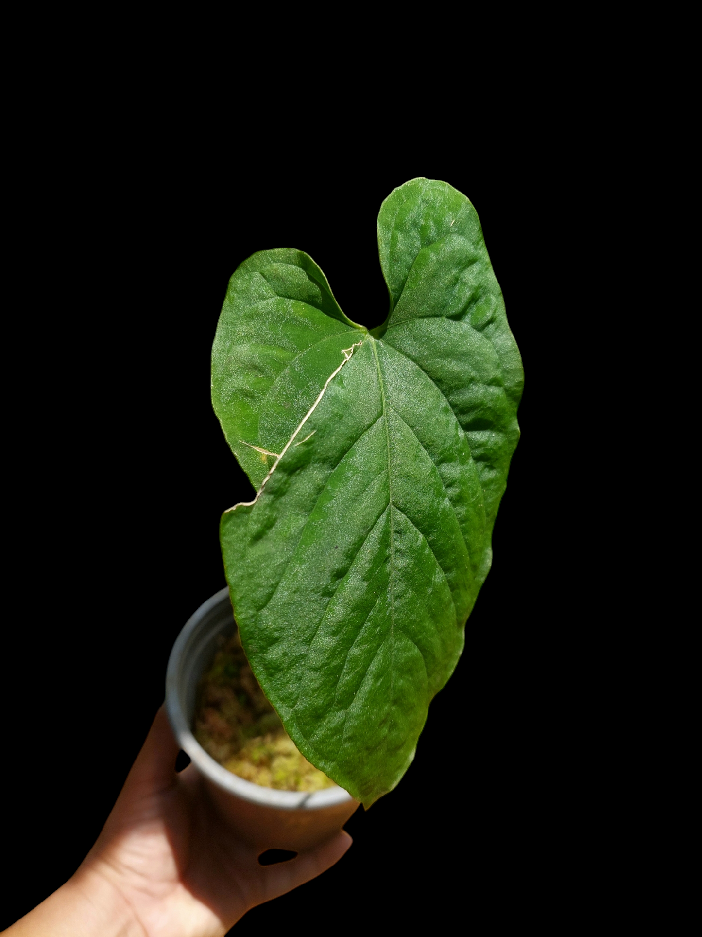 Anthurium Sp. Purple Velvet With 3 Leaves (EXACT PLANT)