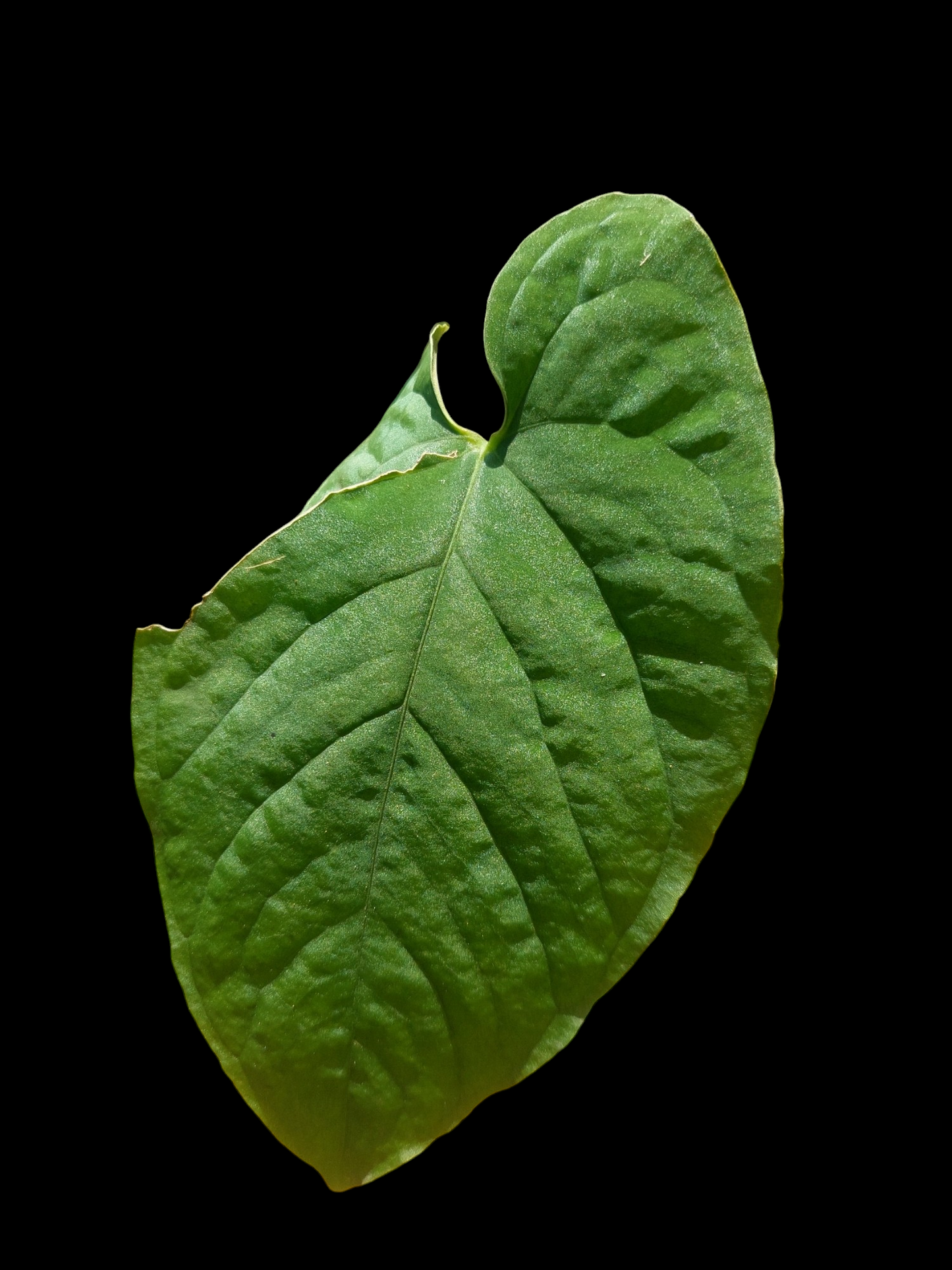 Anthurium Sp. Purple Velvet With 3 Leaves (EXACT PLANT)