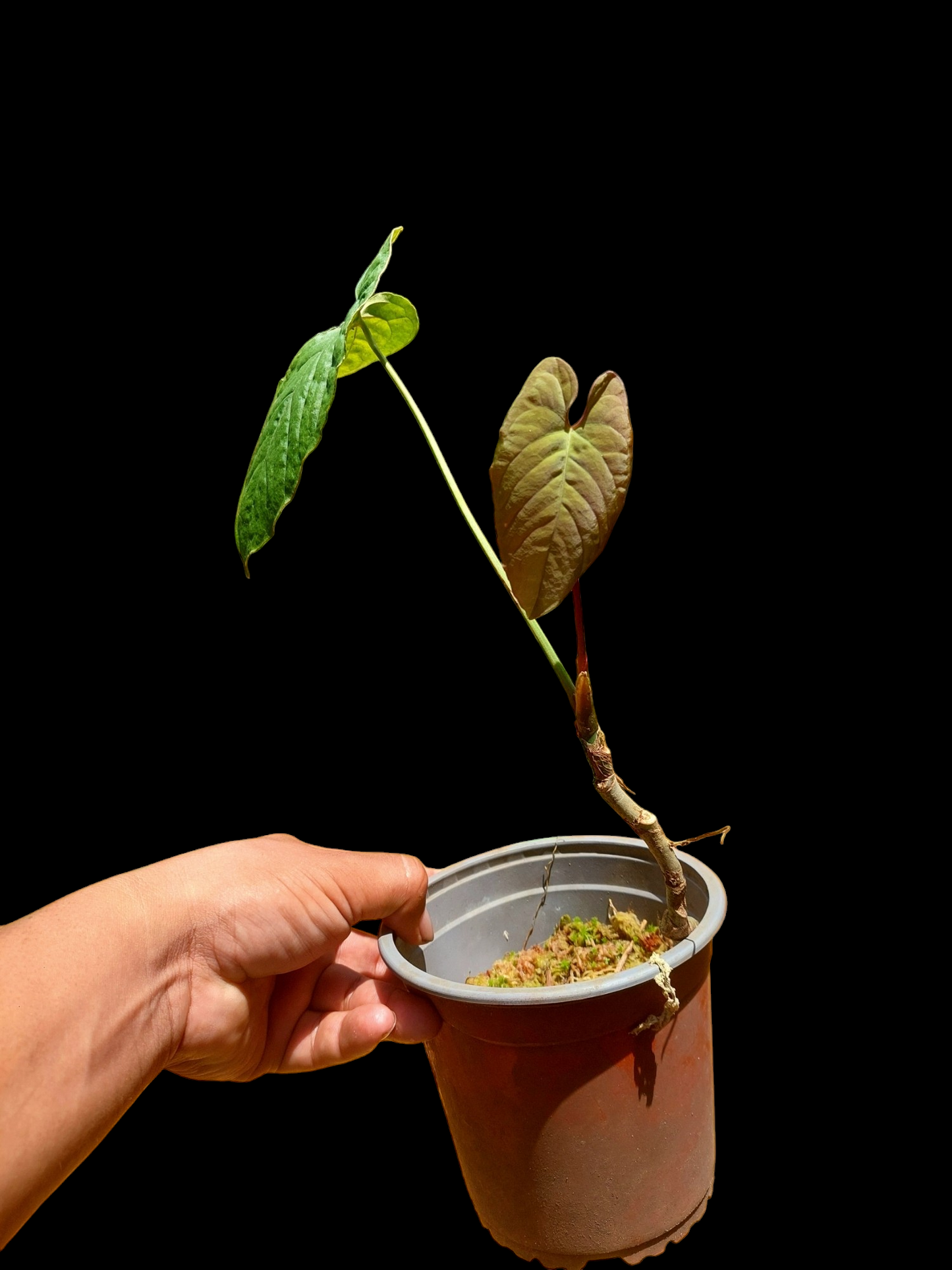 Anthurium Sp. Purple Velvet With 3 Leaves (EXACT PLANT)