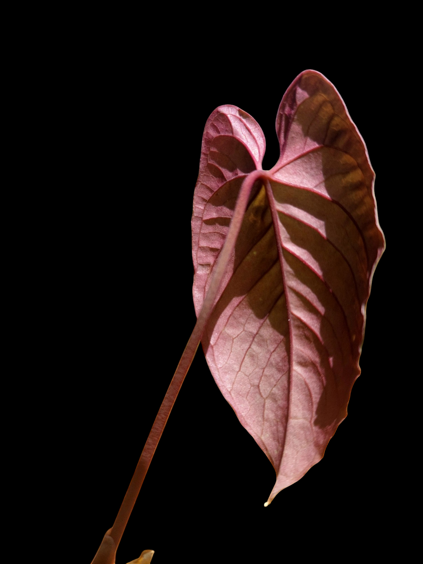 Anthurium Sp. Purple Velvet With 3 Leaves (EXACT PLANT)