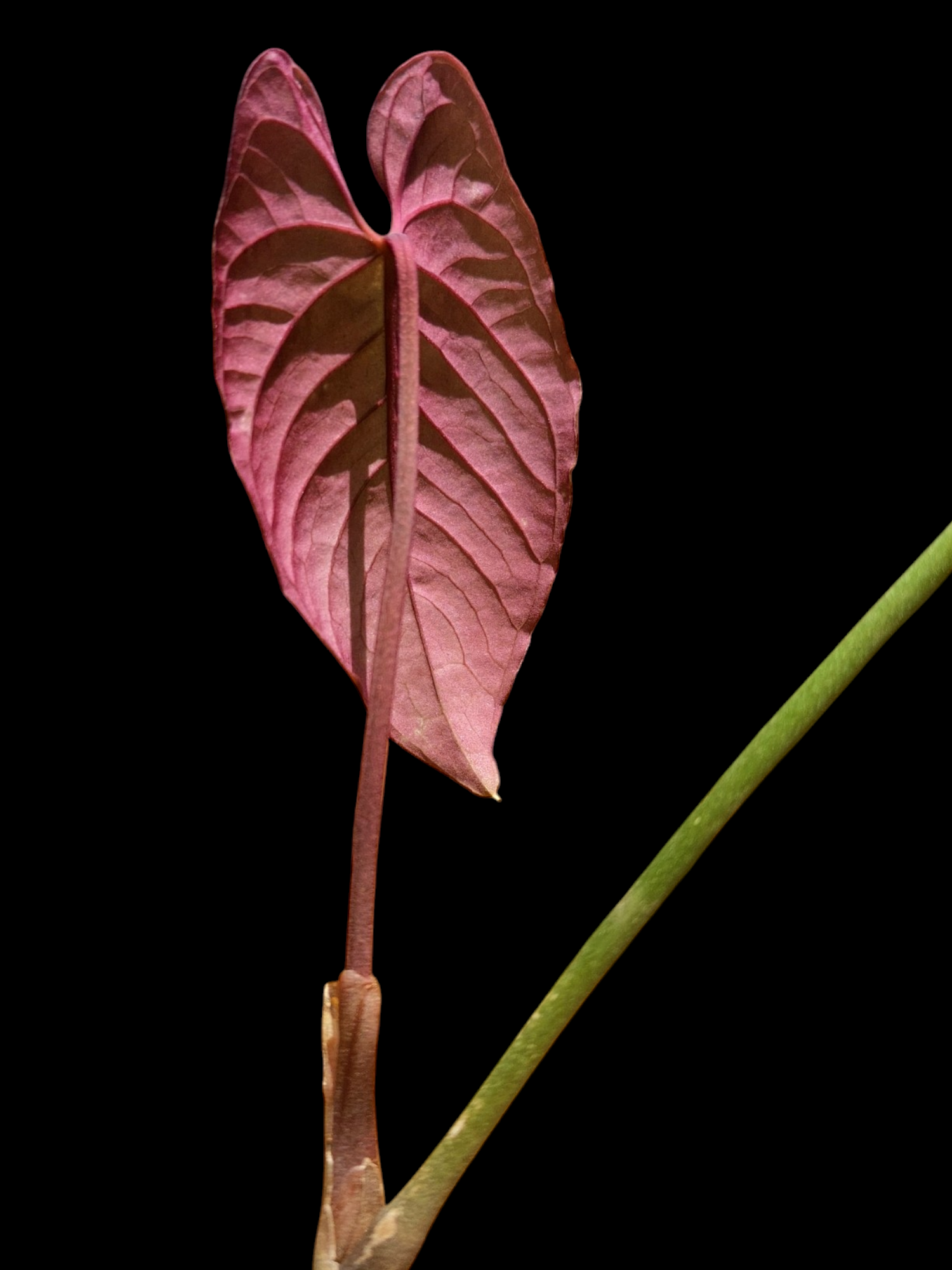 anthurium purpureospathum Anthurium Sp. Purple Velvet With 3 Leaves (EXACT PLANT)