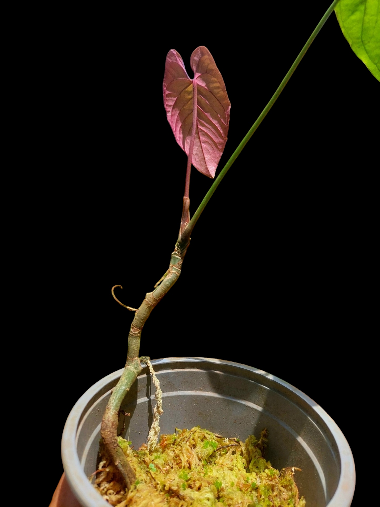 Anthurium Sp. Purple Velvet With 3 Leaves (EXACT PLANT)