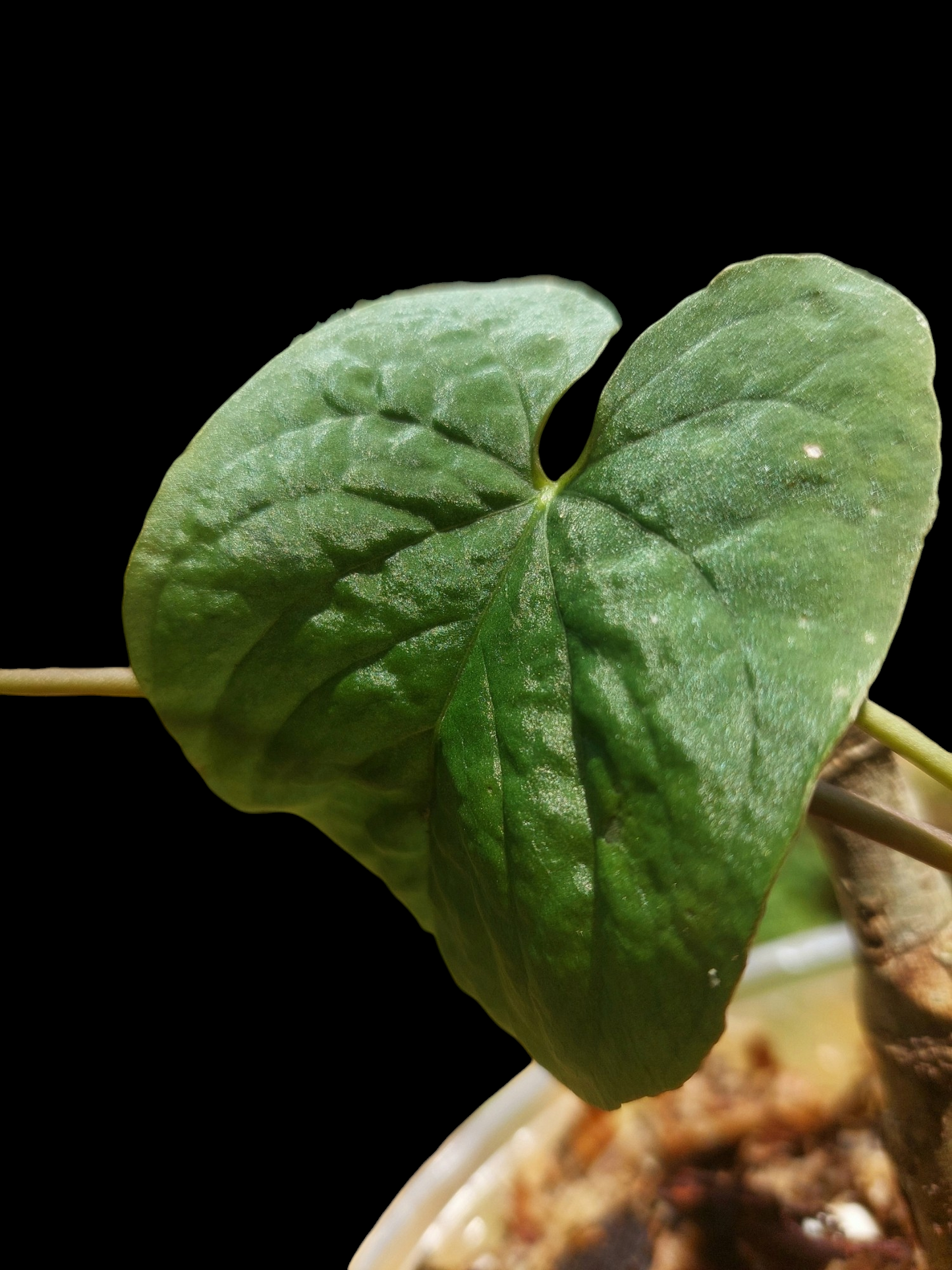 Anthurium Sp. Purple with 2 Leaves (EXACT PLANT)
