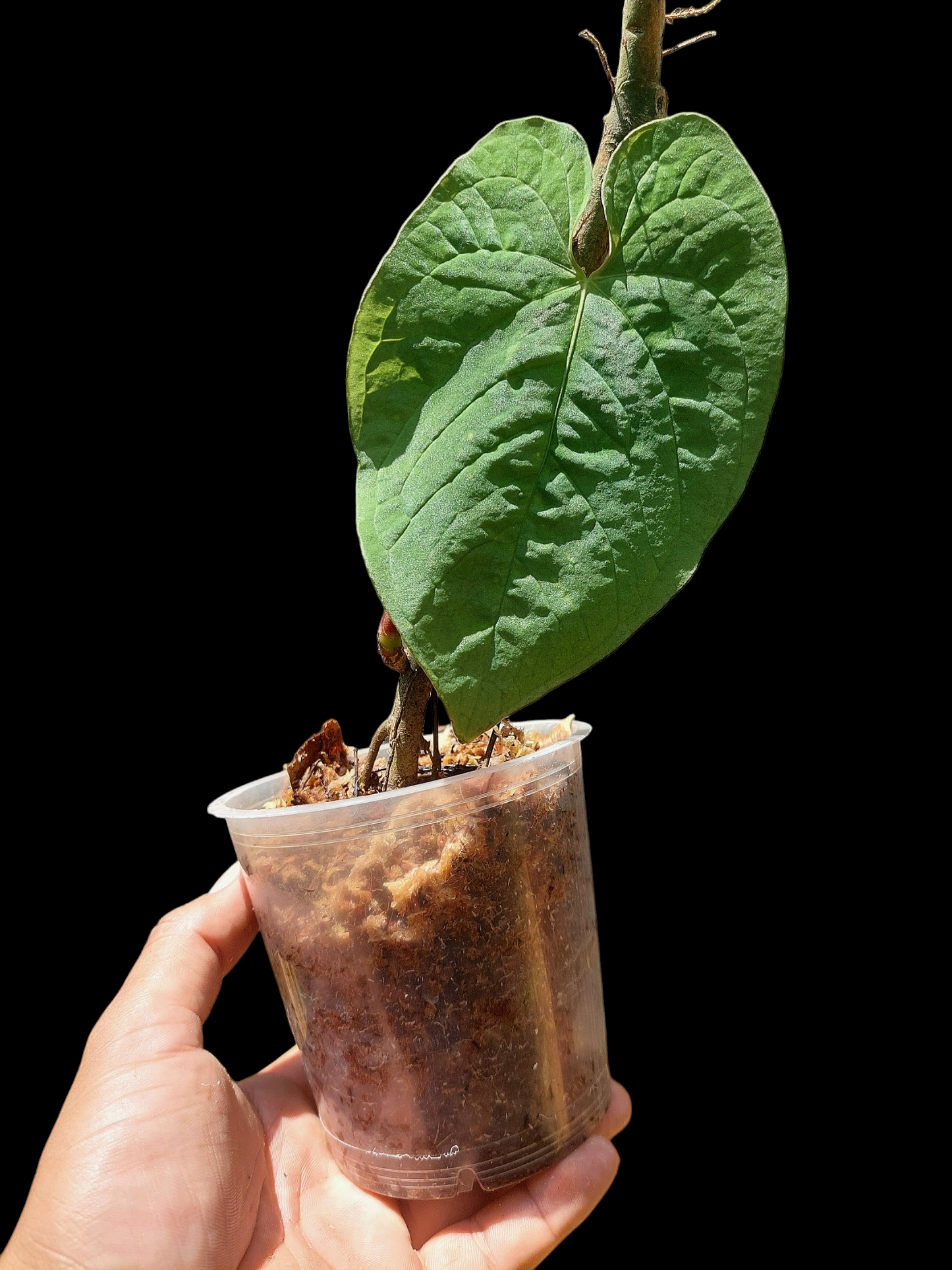 Anthurium Sp. 'Purple' (EXACT PLANT)