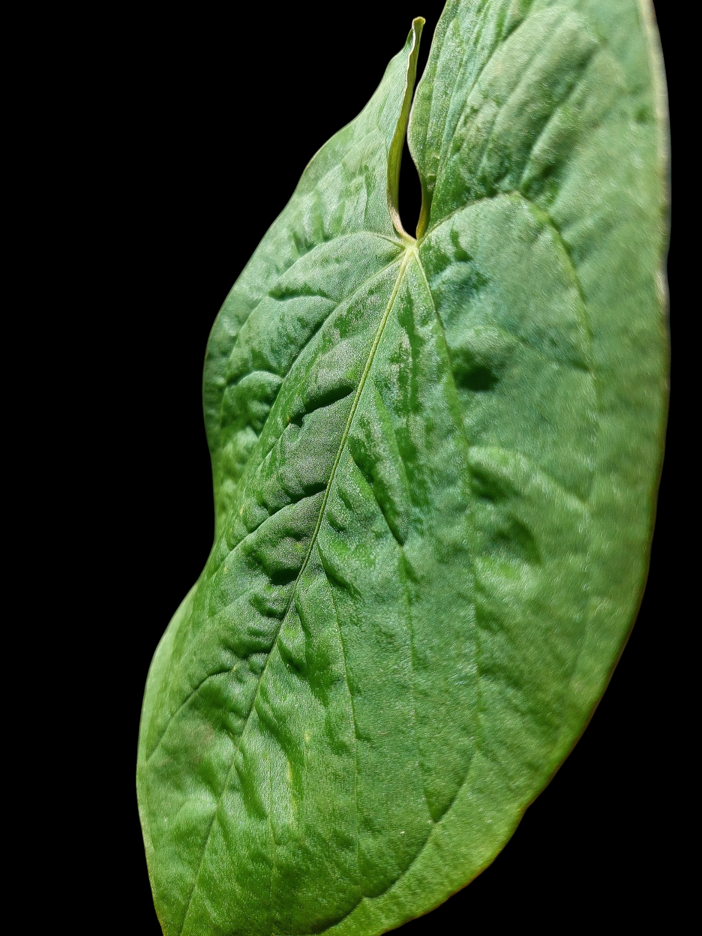 Anthurium Sp. 'Purple' (EXACT PLANT)