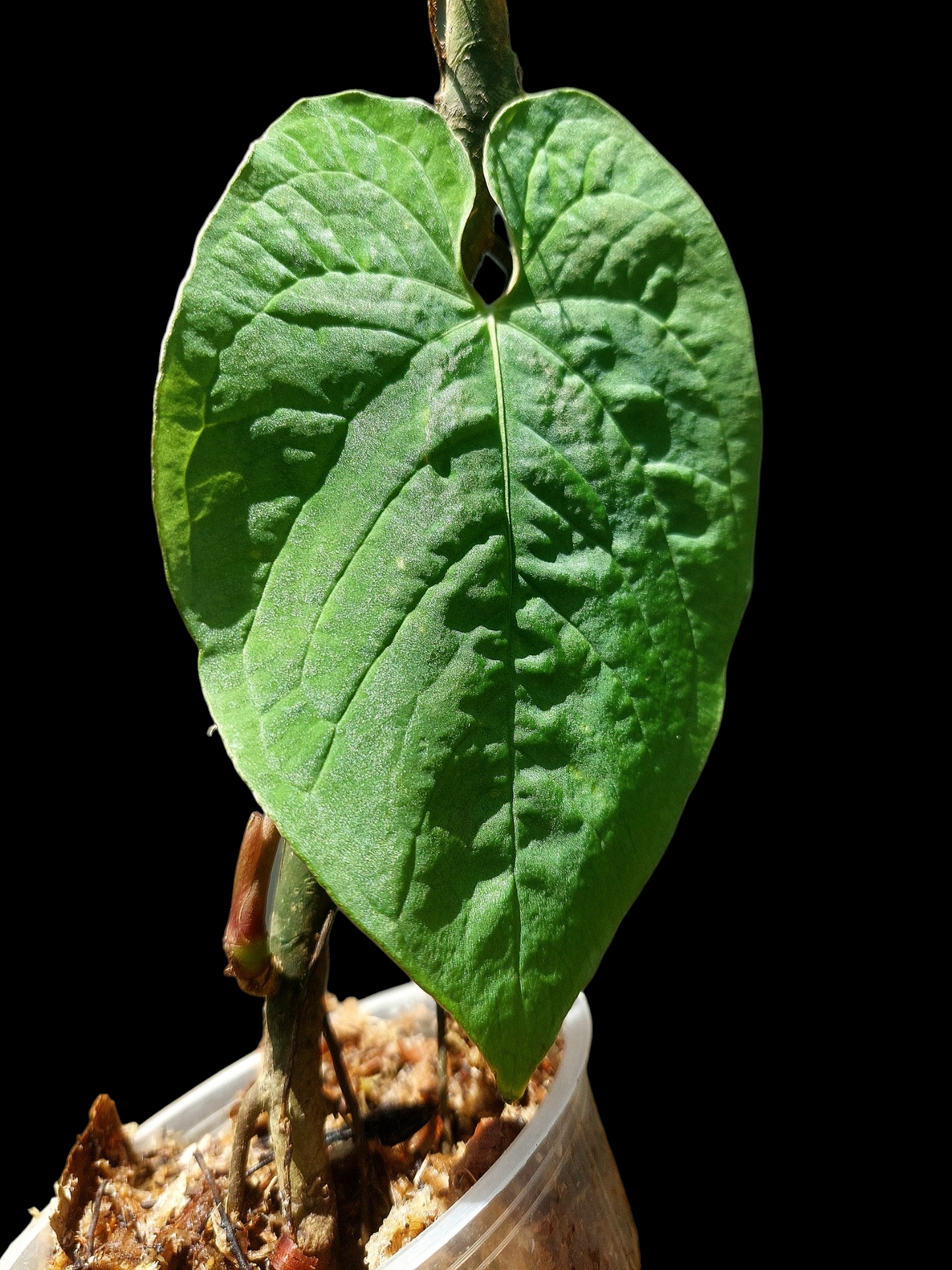 Anthurium Sp. 'Purple' (EXACT PLANT)