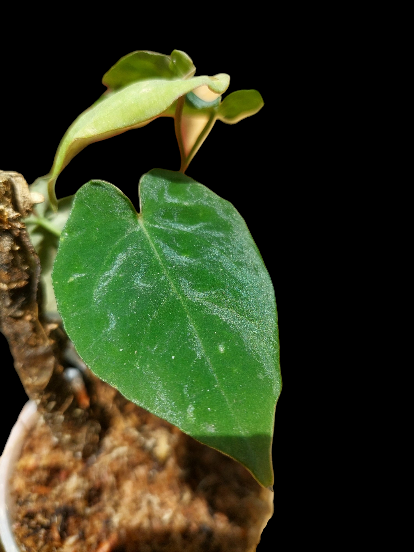Anthurium Sp. 'Purple' Small Size with 4 Leaves (EXACT PLANT)
