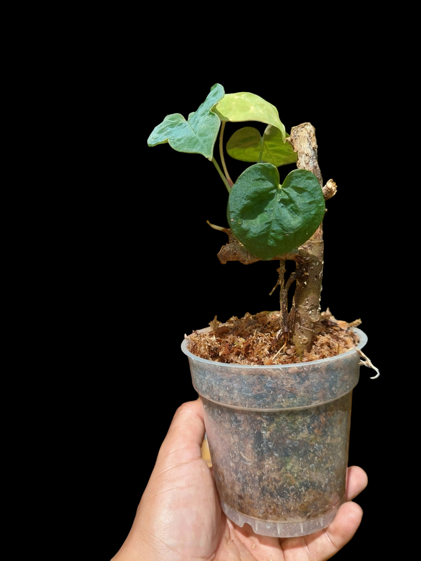 Anthurium Sp. 'Purple' Small Size with 4 Leaves (EXACT PLANT)