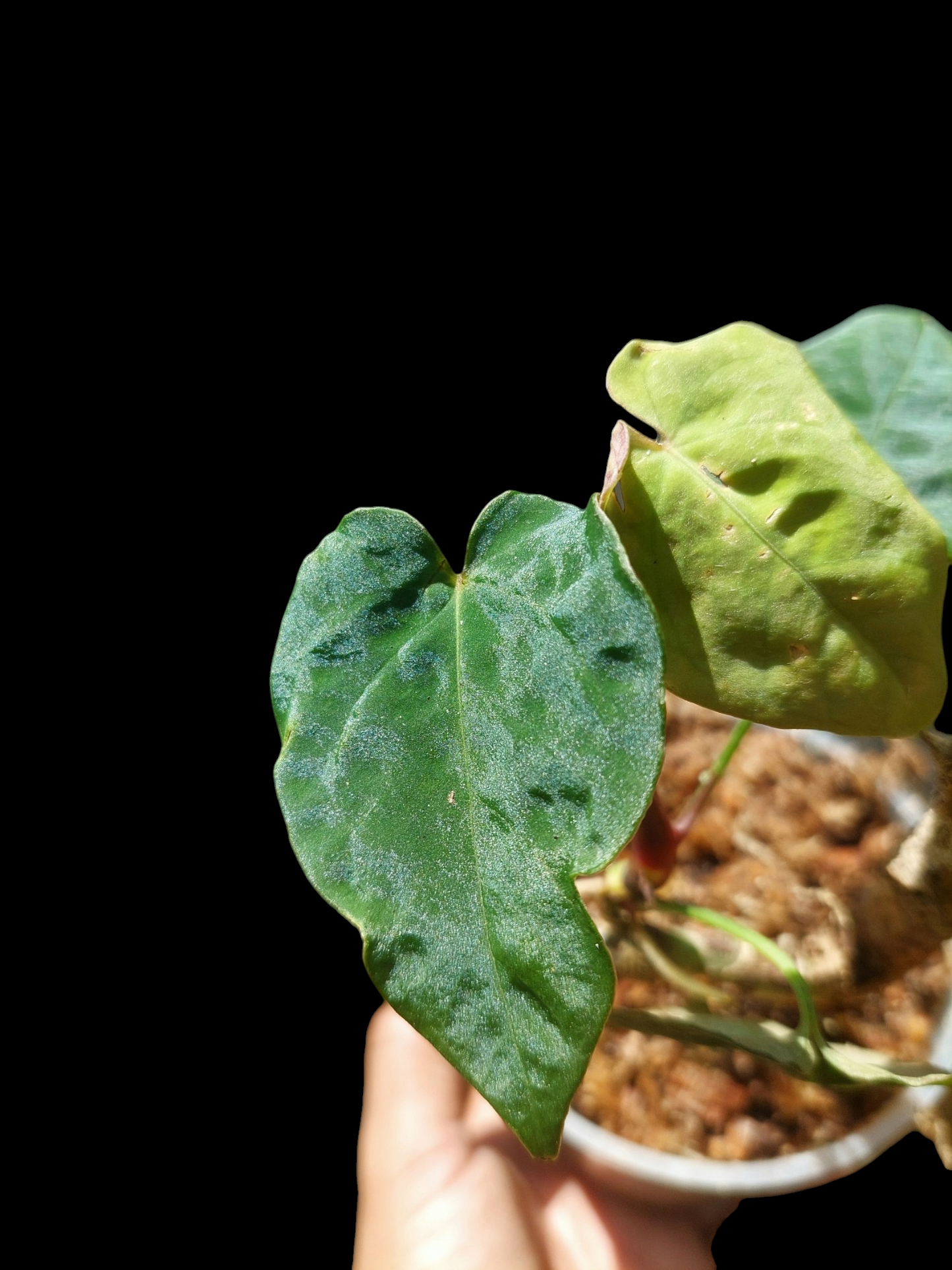 Anthurium Sp. 'Purple' Small Size with 4 Leaves (EXACT PLANT)