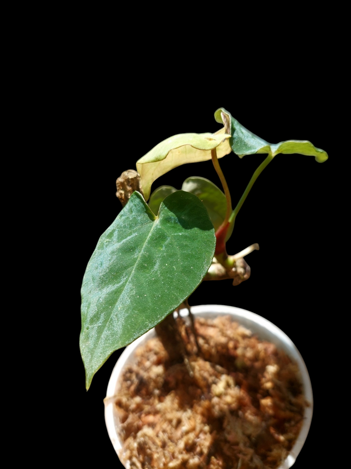 Anthurium Sp. 'Purple' Small Size with 4 Leaves (EXACT PLANT)