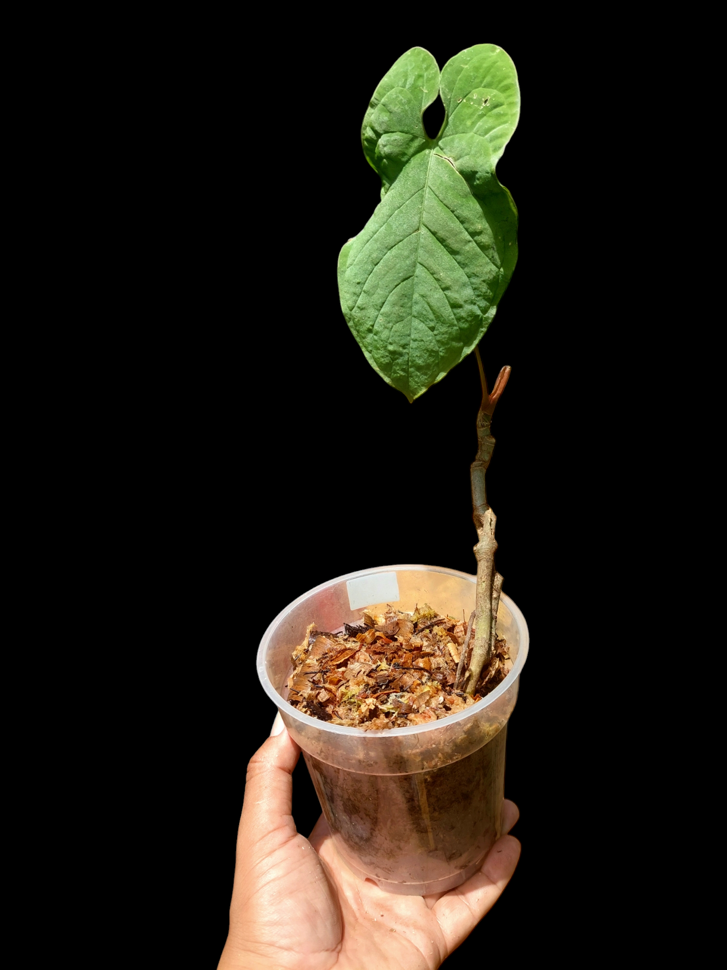 Anthurium Sp. 'Purple' (EXACT PLANT)