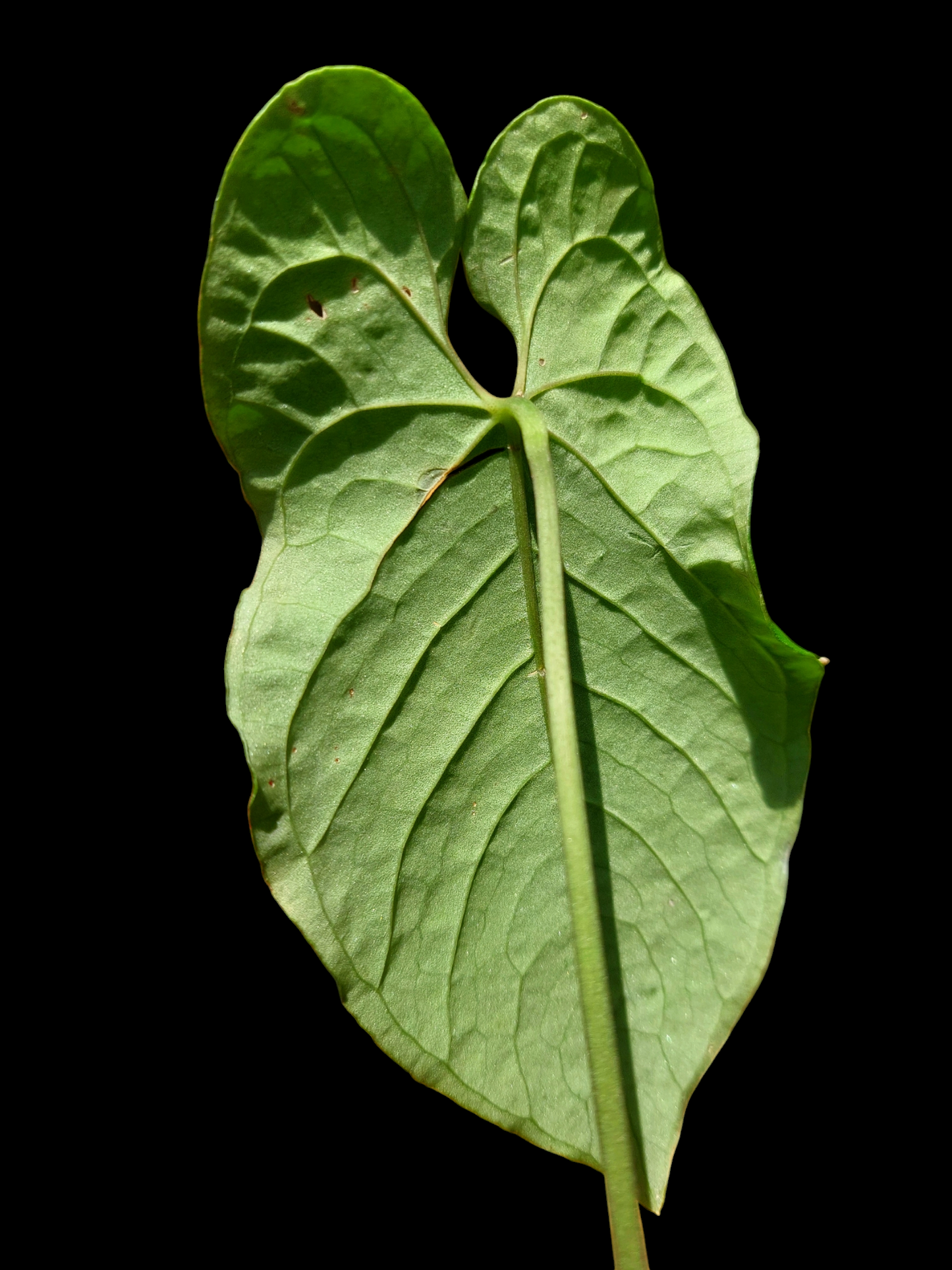 Anthurium Sp. 'Purple' (EXACT PLANT)