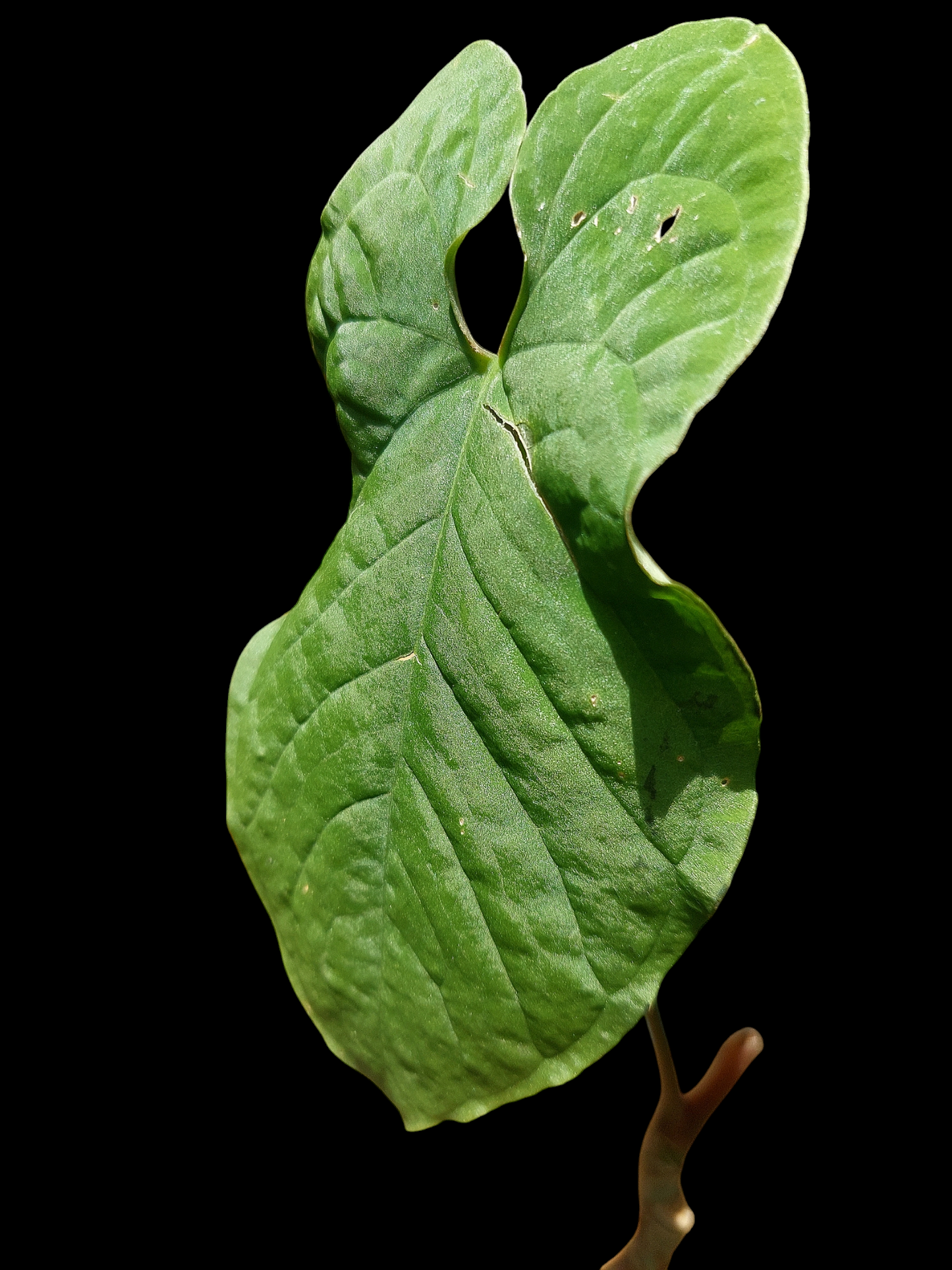 Anthurium Sp. 'Purple' (EXACT PLANT)