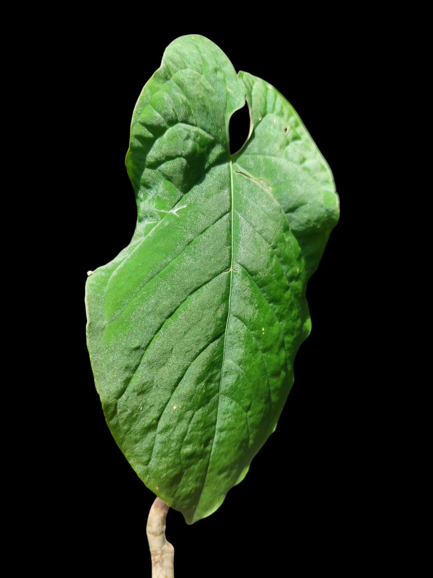Anthurium Sp. 'Purple' (EXACT PLANT)