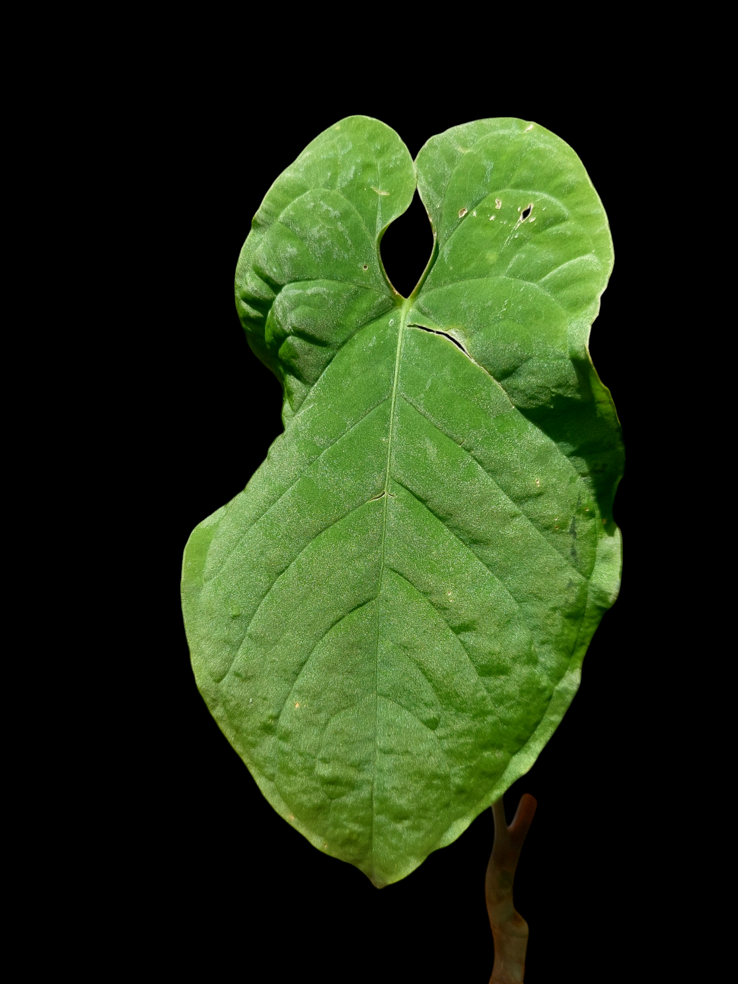 Anthurium Sp. 'Purple' (EXACT PLANT)