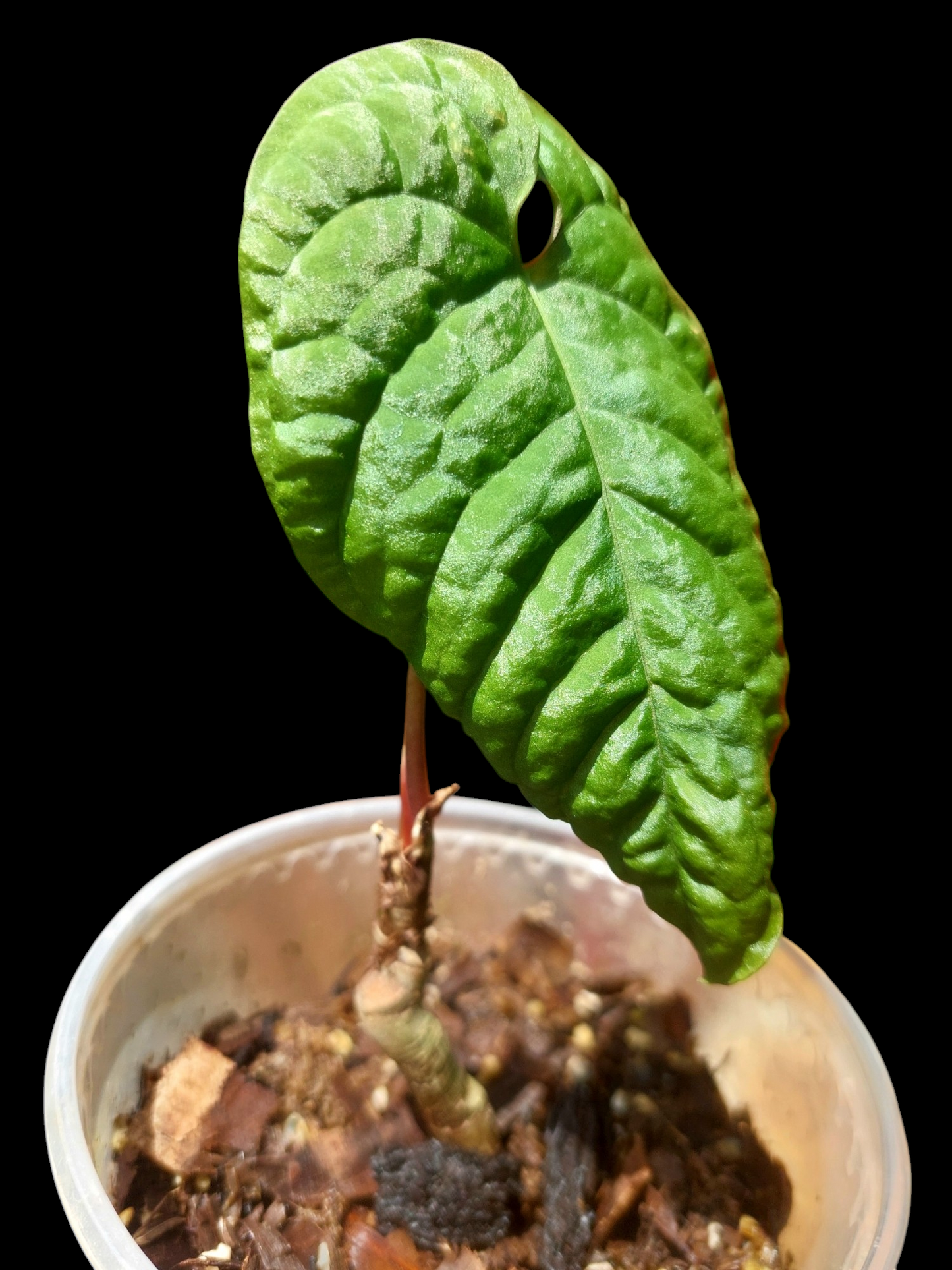 Anthurium Sp. 'Purple' Wild Ecotype (EXACT PLANT)