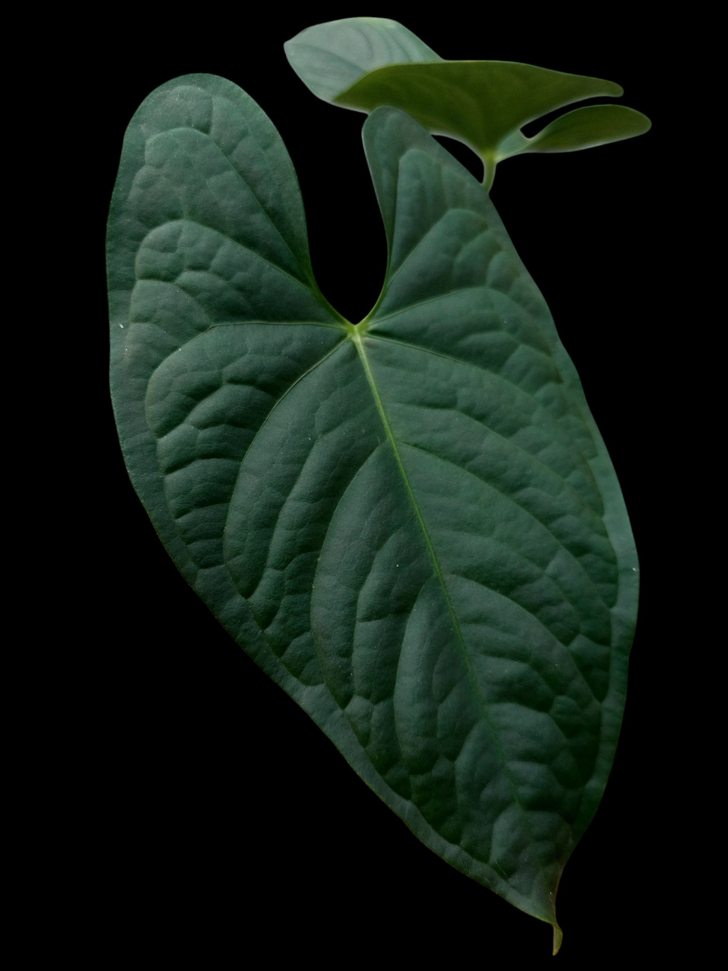 Anthurium sp. 'Peru Dark' with 2 Leaves (EXACT PLANT)