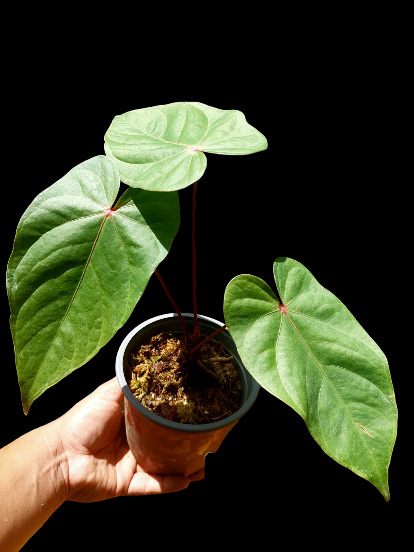 Anthurium sp. 'Amazon Red Petiole' with 3 Leaves (EXACT PLANT)