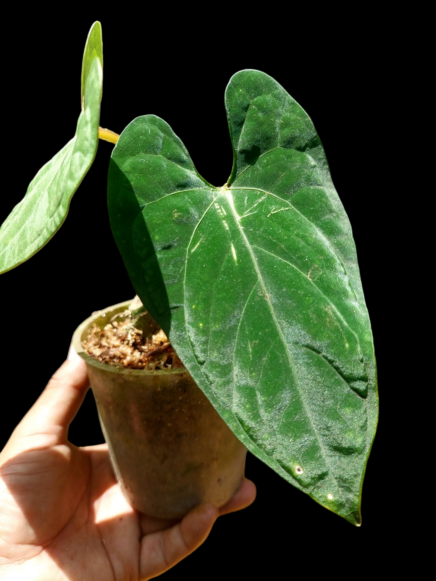 Anthurium sp. 'Huanuco Dark Velvet' Small Size (EXACT PLANT)