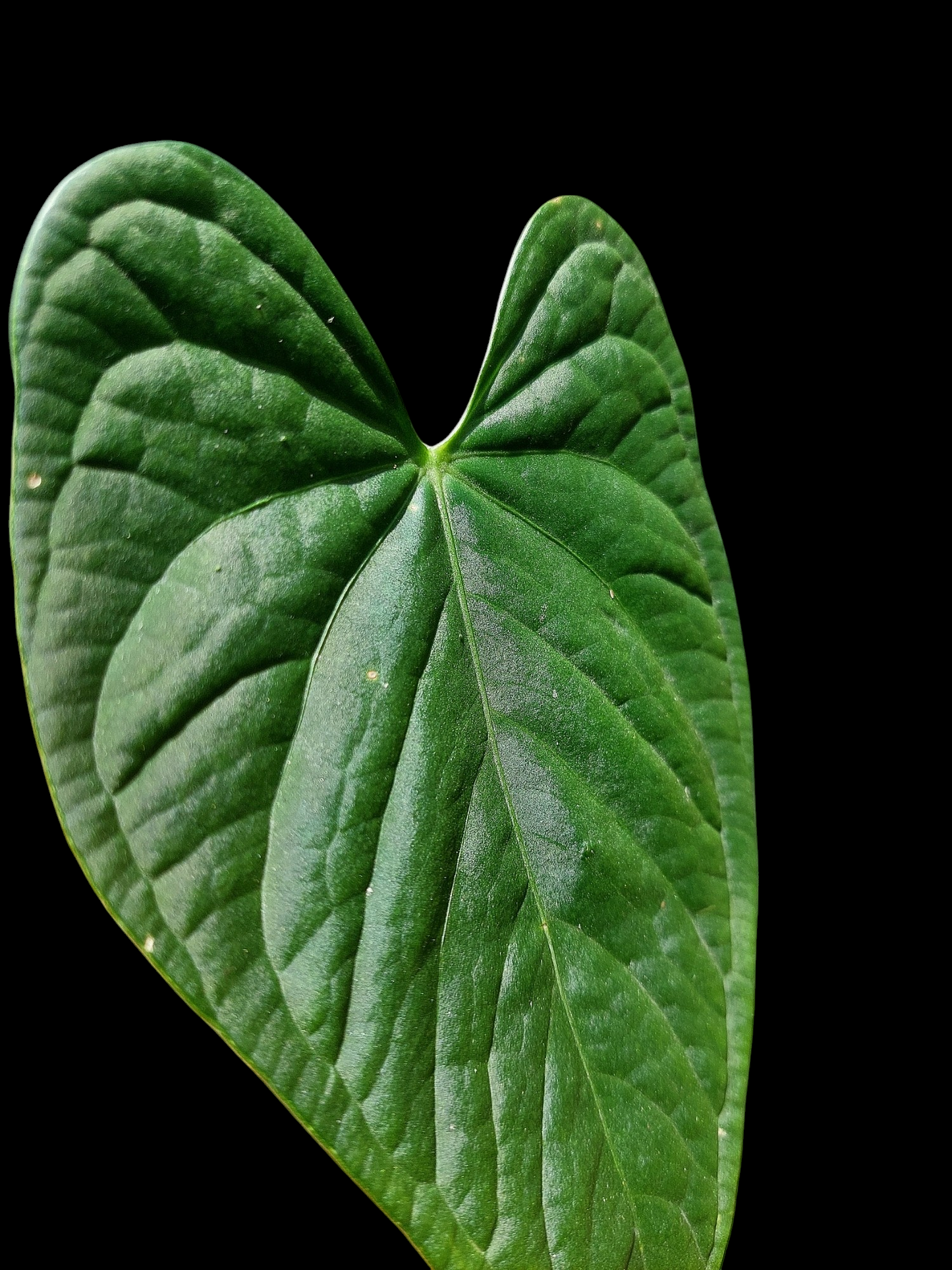 Anthurium sp. "Tarapoto Velvet" (EXACT PLANT)