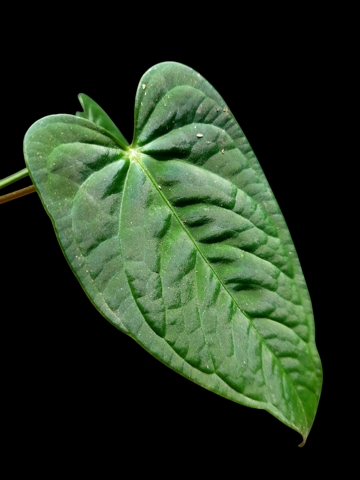Anthurium sp. "Tarapoto Velvet" with 2 Leaves Small Size (EXACT PLANT)