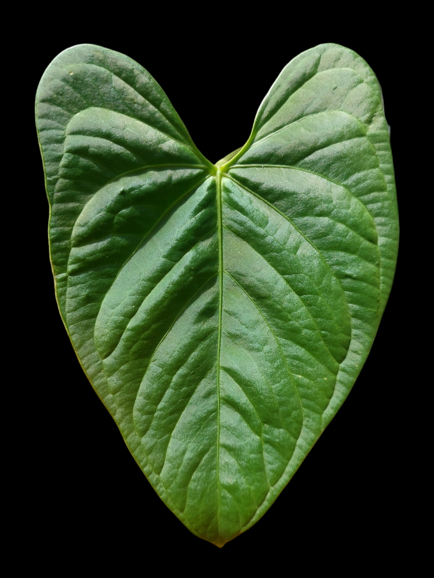 Anthurium sp. "Tarapoto Velvet" (EXACT PLANT)