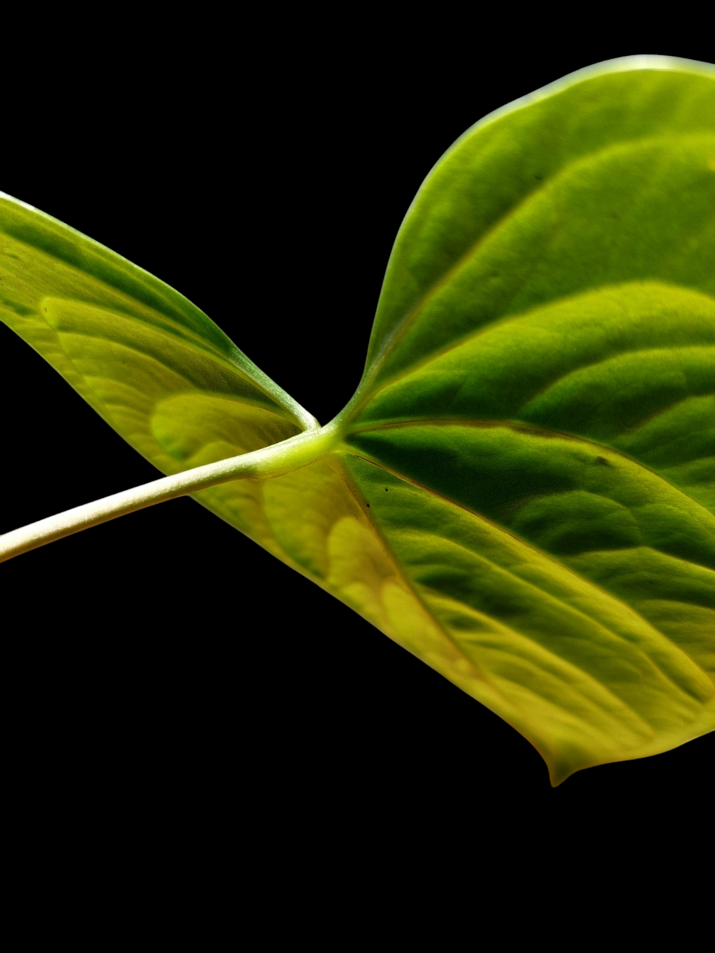Anthurium sp. "Tarapoto Velvet" (EXACT PLANT)