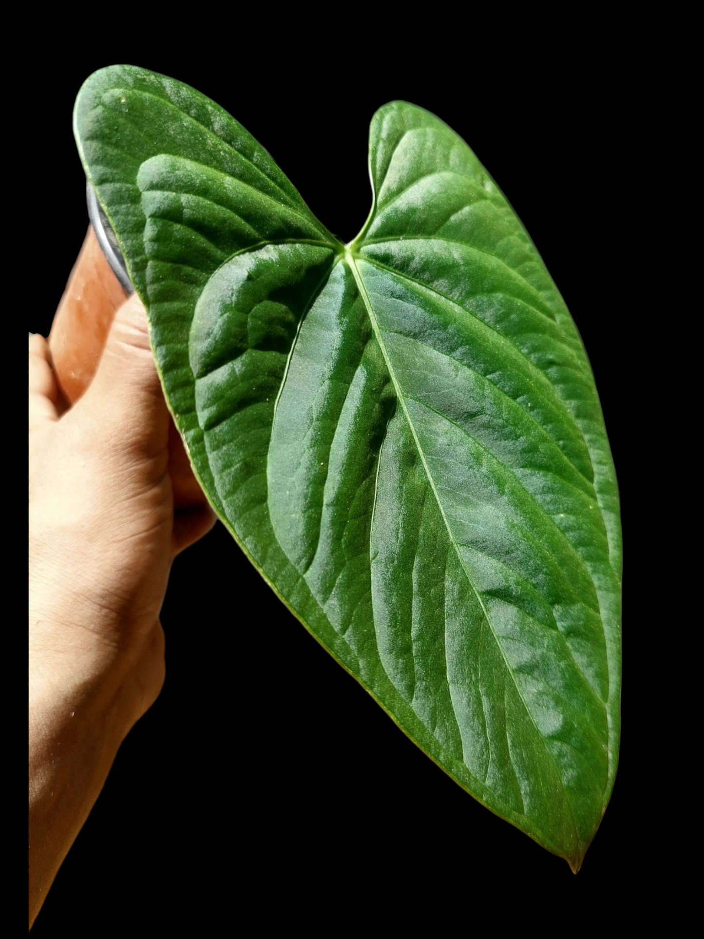 Anthurium sp. "Tarapoto Velvet" (EXACT PLANT)