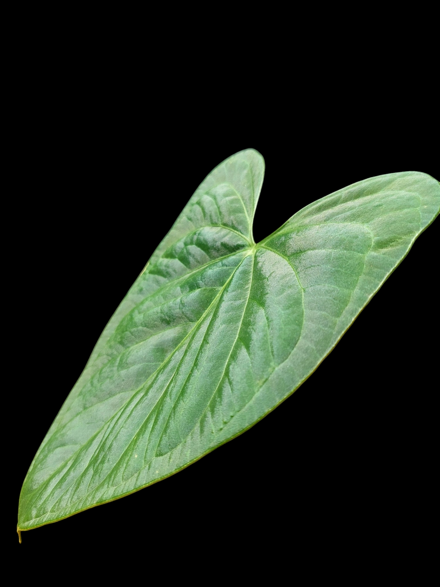 Anthurium sp. "Tarapoto Velvet" (EXACT PLANT)