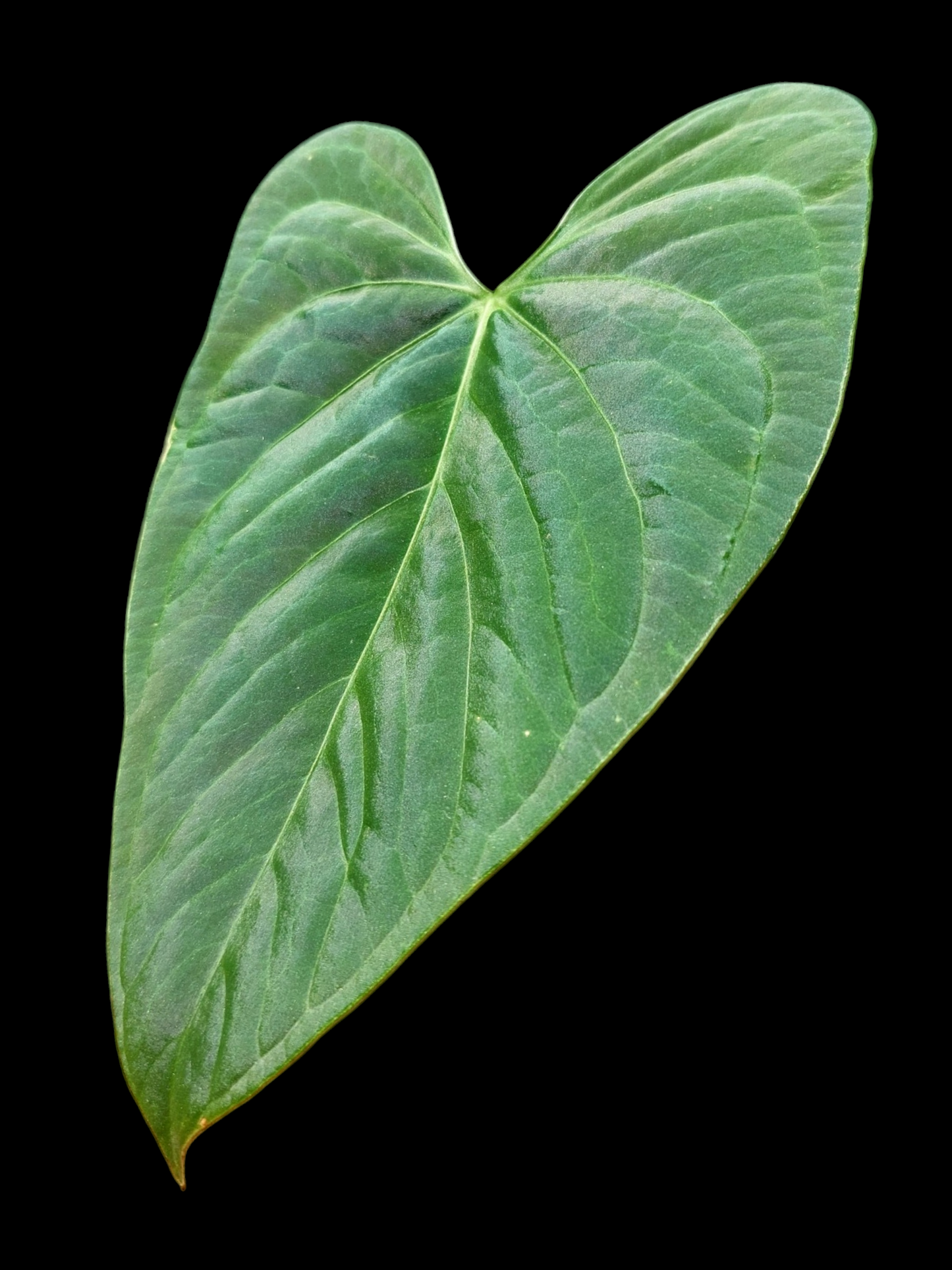 Anthurium sp. "Tarapoto Velvet" (EXACT PLANT)