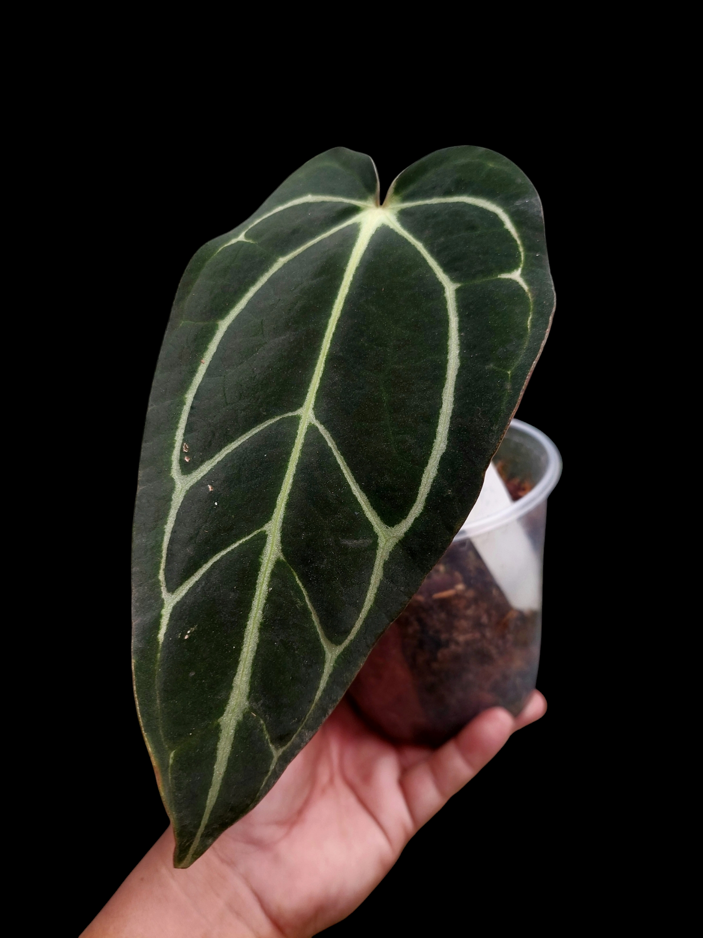 Anthurium Carlablackiae SLIM type Wild Ecotype (EXACT PLANT)
