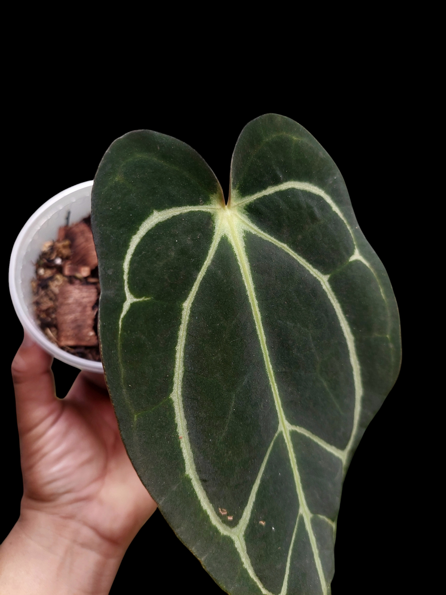 Anthurium Carlablackiae SLIM type Wild Ecotype (EXACT PLANT)