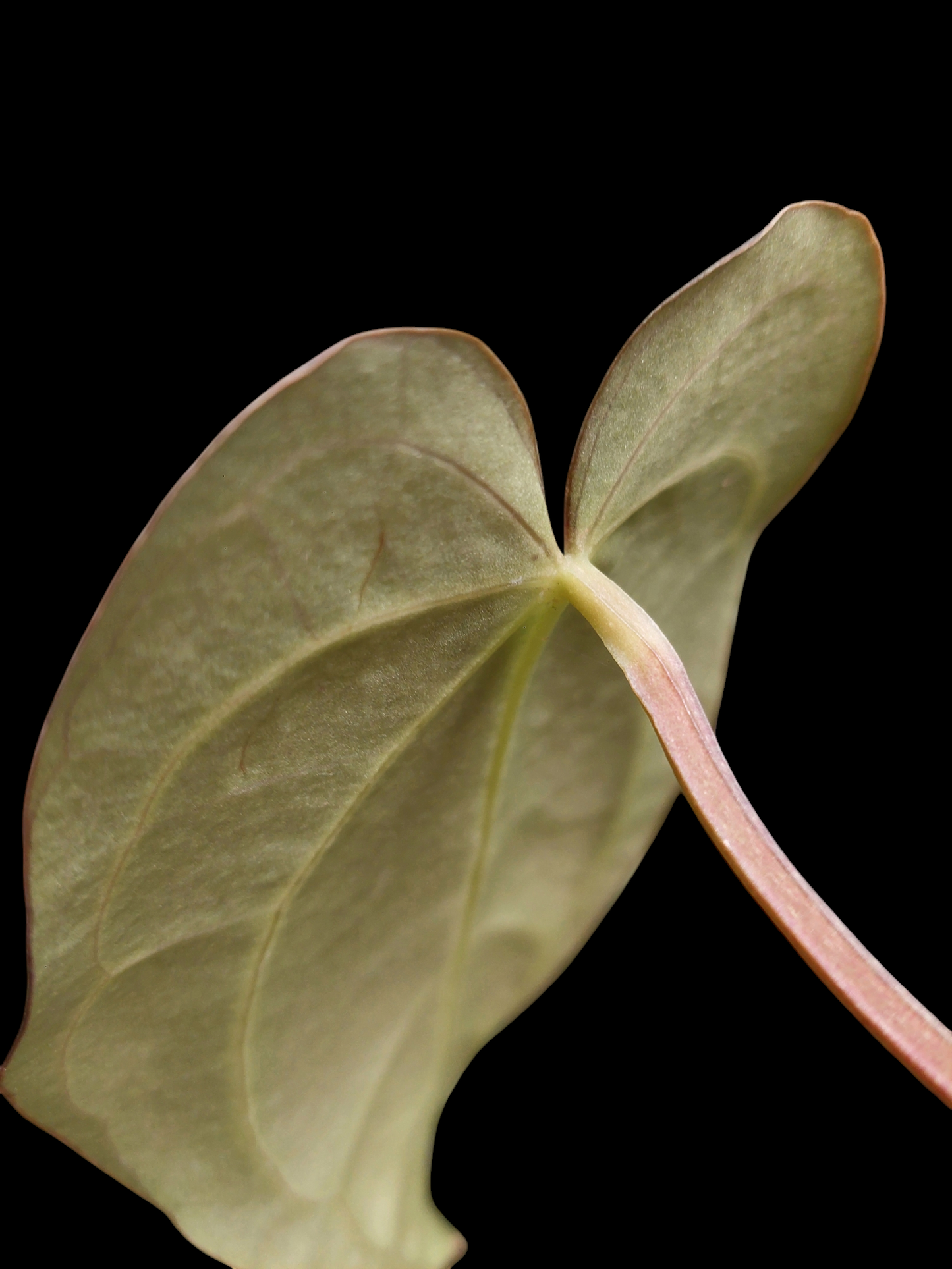 Anthurium Carlablackiae SLIM type Wild Ecotype (EXACT PLANT)