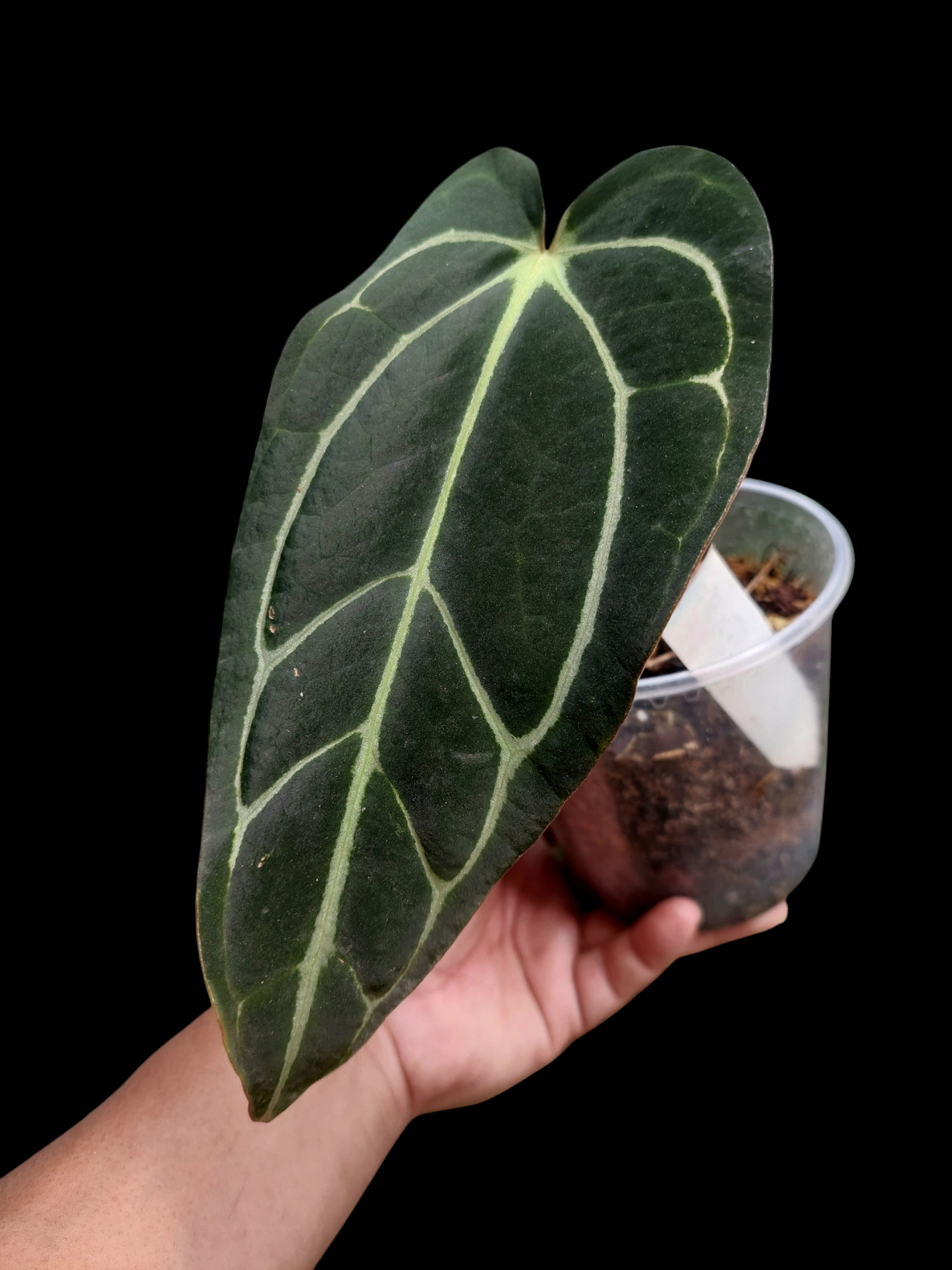 Anthurium Carlablackiae SLIM type Wild Ecotype (EXACT PLANT)