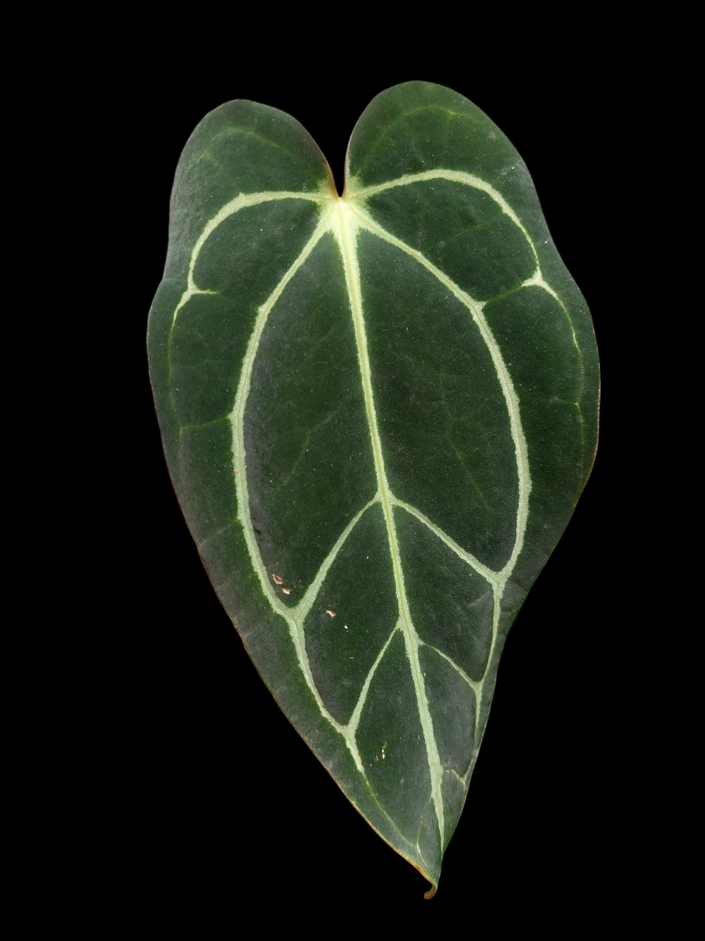 Anthurium Carlablackiae SLIM type Wild Ecotype (EXACT PLANT)