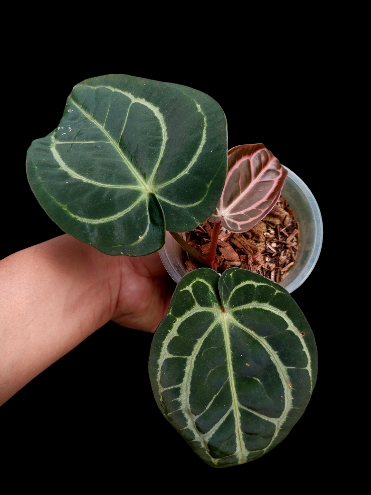 Anthurium Carlablackiae with 3 Leaves (EXACT PLANT)