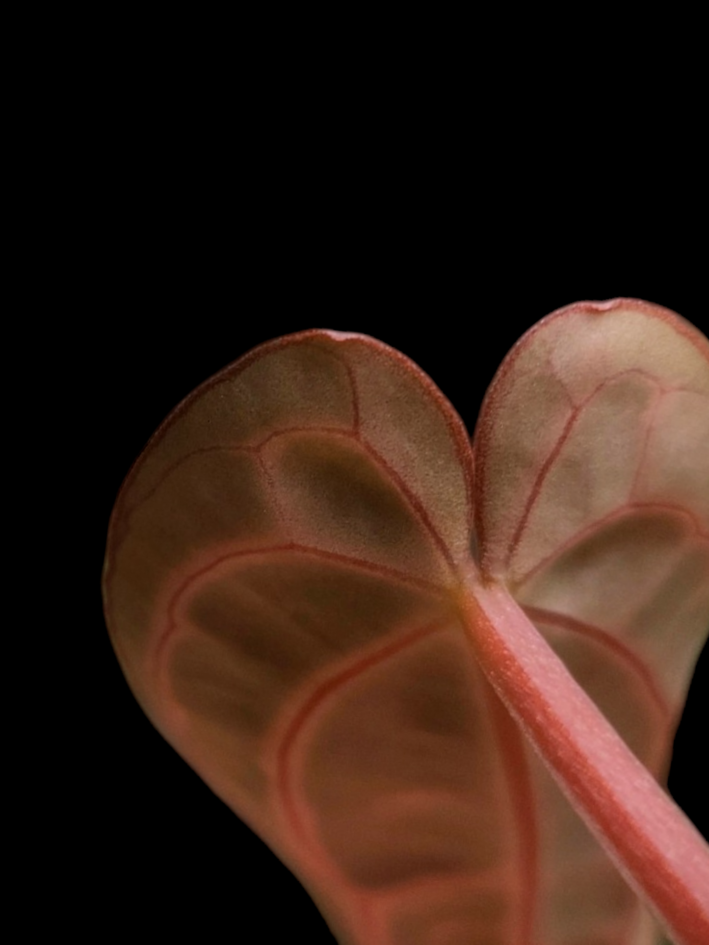 Anthurium Carlablackiae with 3 Leaves (EXACT PLANT)