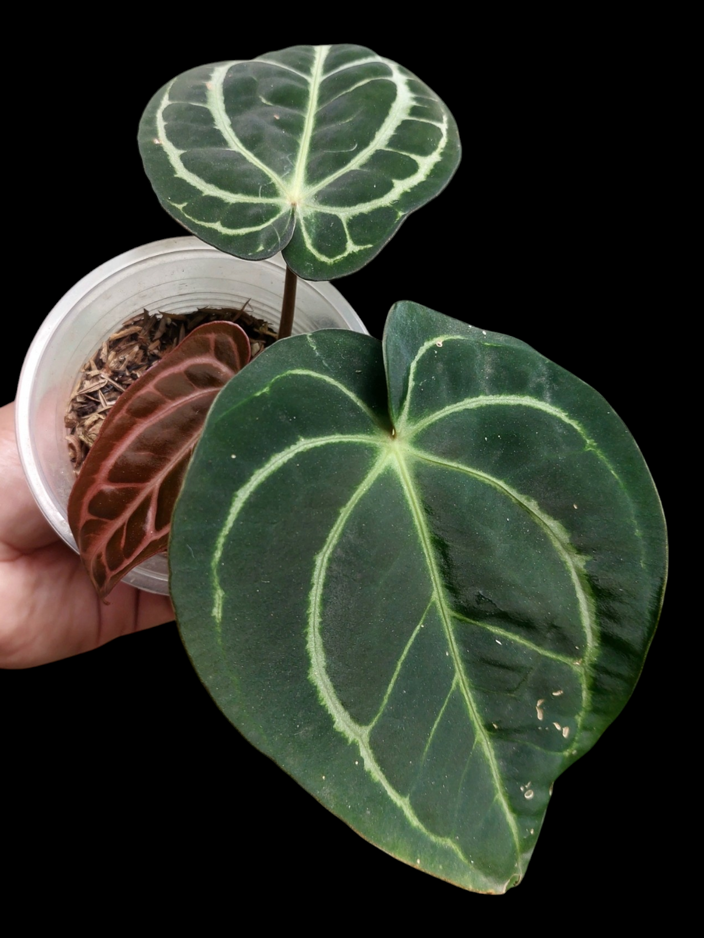Anthurium Carlablackiae with 3 Leaves (EXACT PLANT)