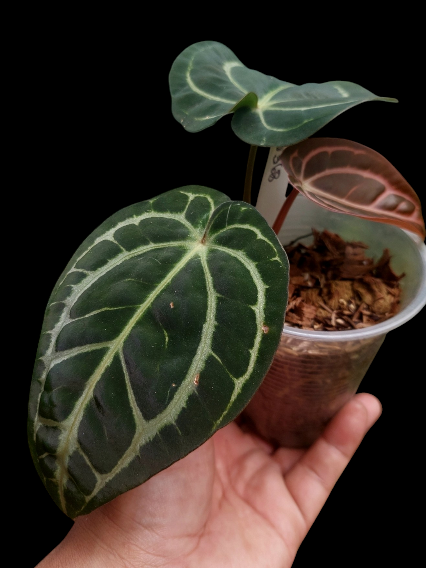 Anthurium Carlablackiae with 3 Leaves (EXACT PLANT)