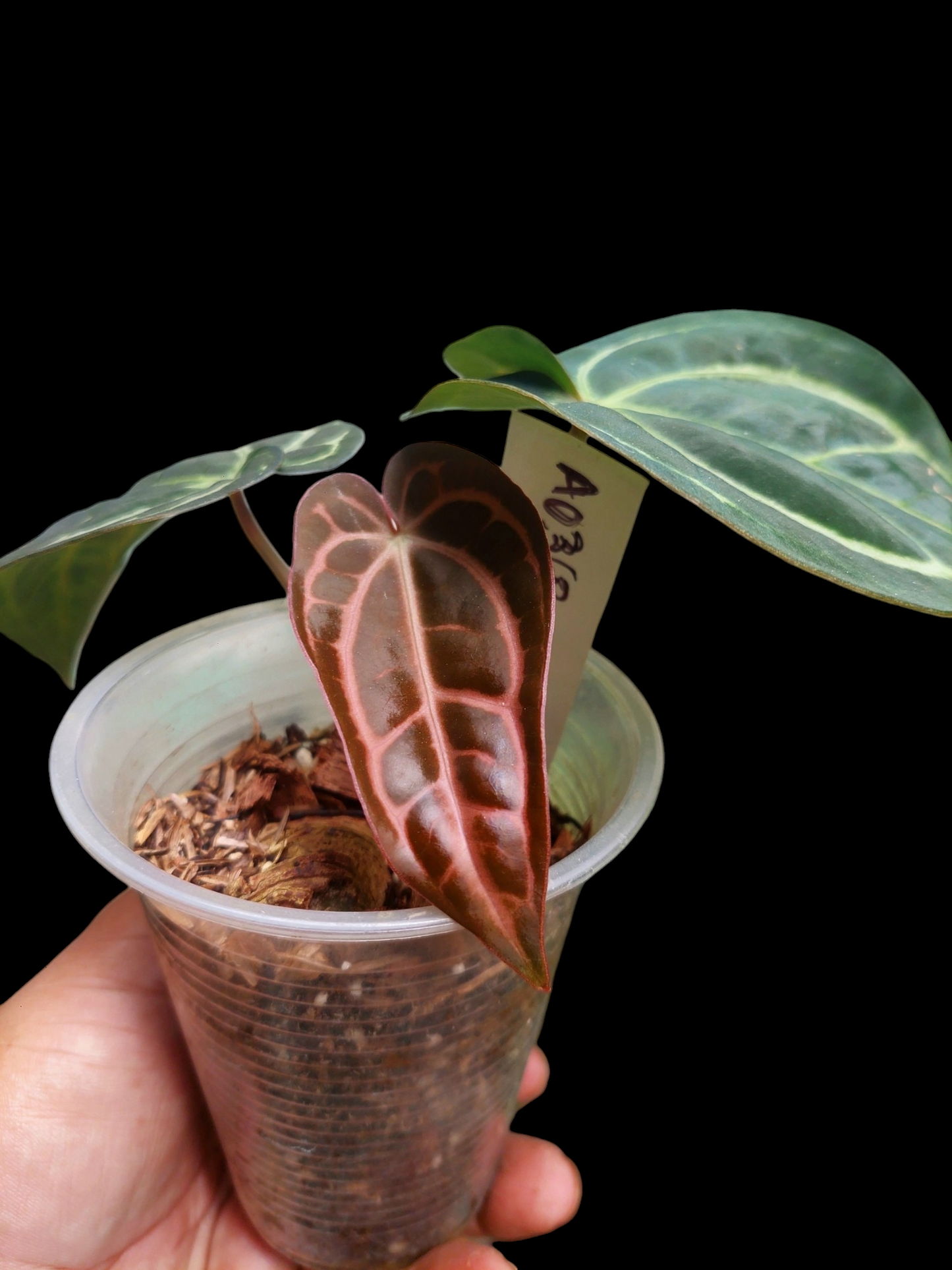 Anthurium Carlablackiae with 3 Leaves (EXACT PLANT)
