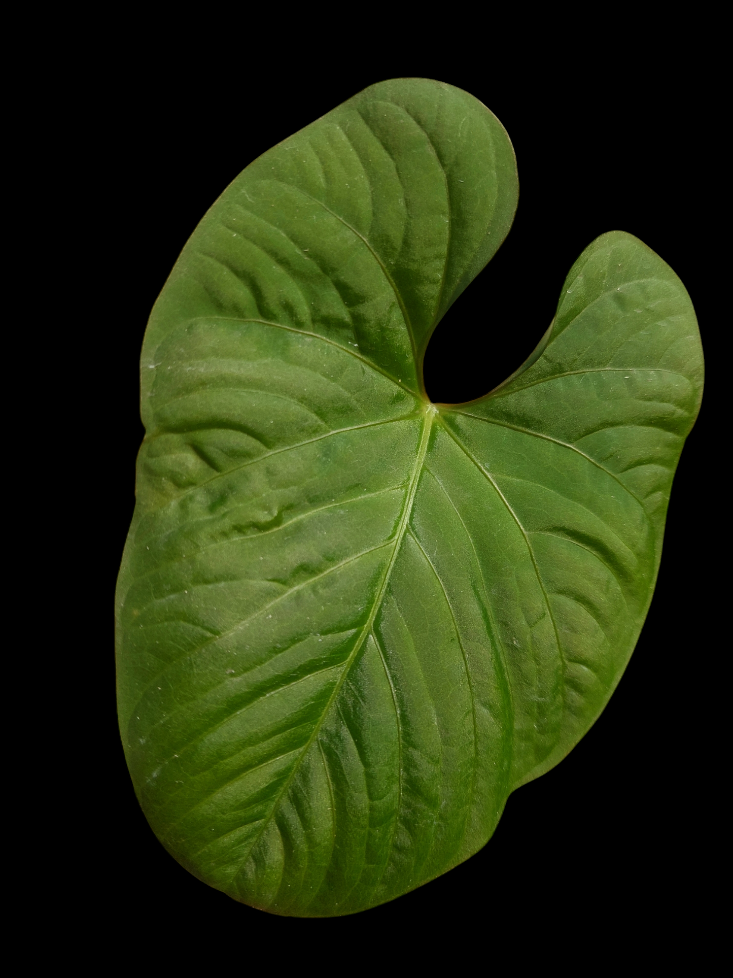 Anthurium sp. "Kunayala Glow"Wild Ecotype (EXACT PLANT)