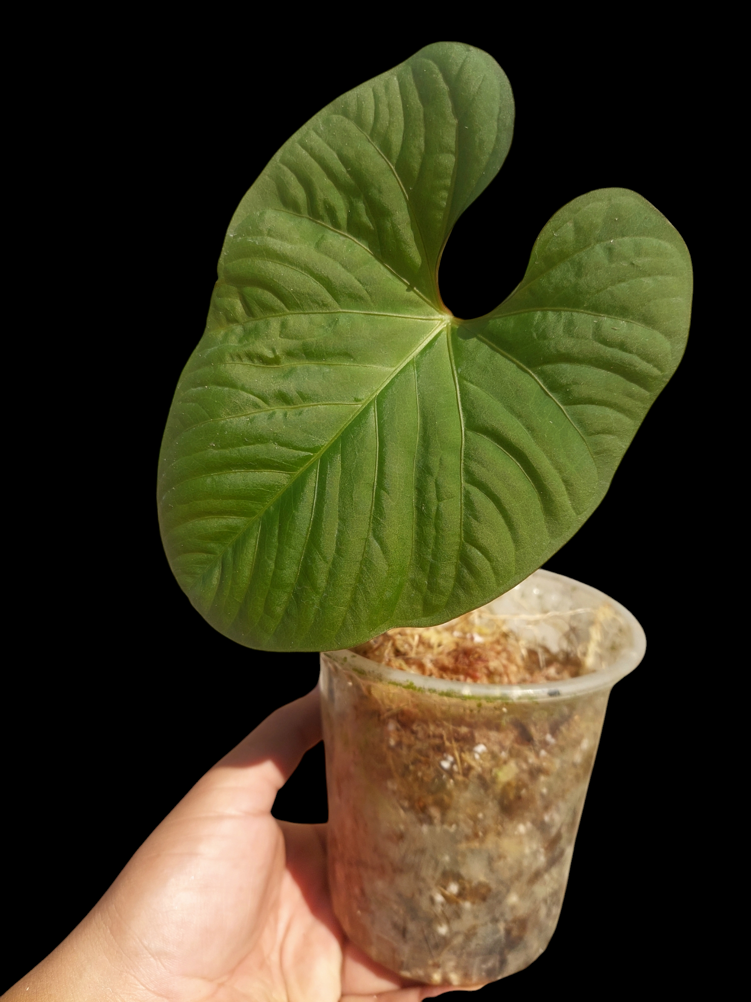anthurium glowing Anthurium Kunayalense Ecotype (EXACT PLANT)