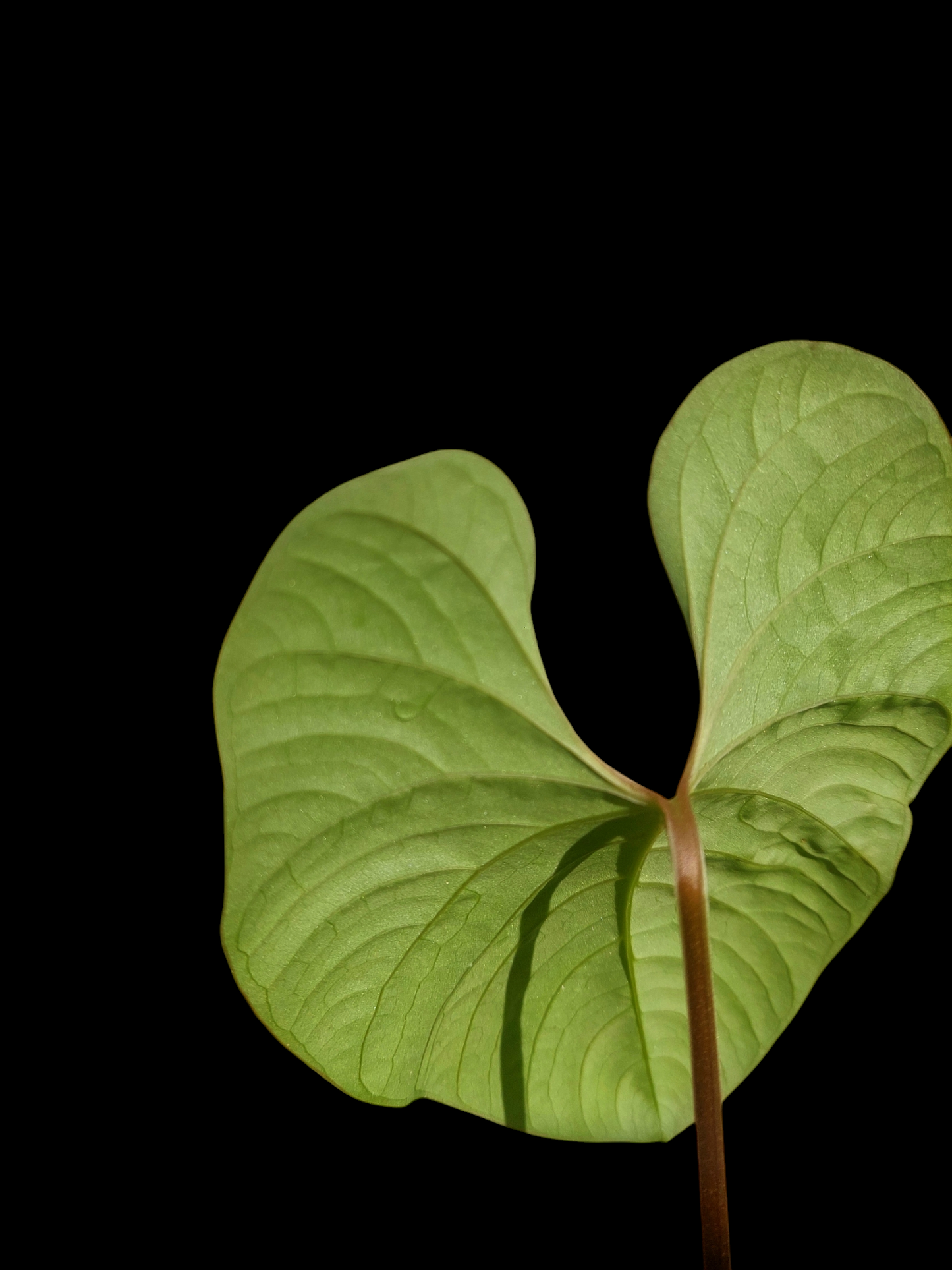 Anthurium sp. "Kunayala Glow"Wild Ecotype (EXACT PLANT)