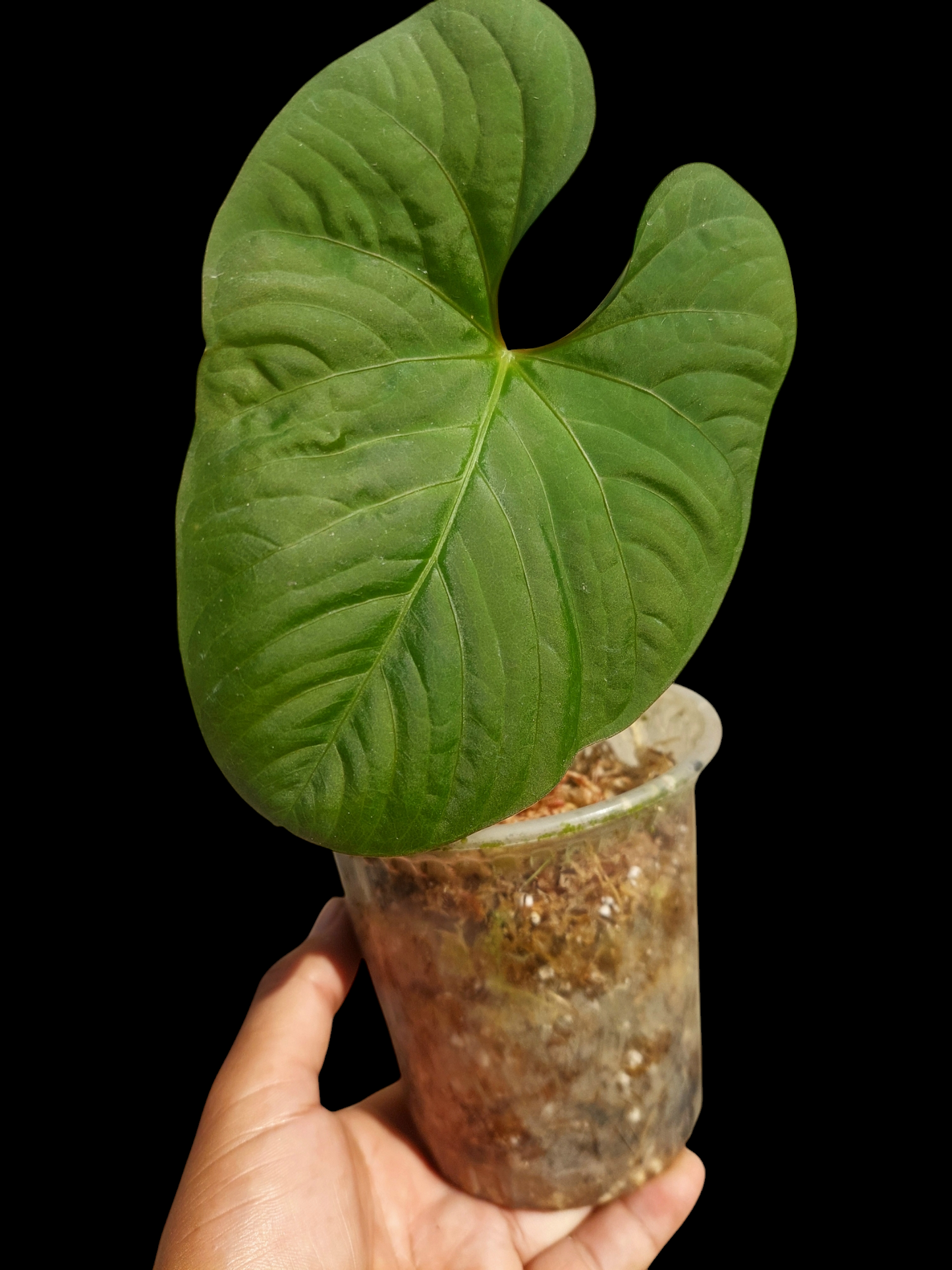 Anthurium sp. "Kunayala Glow"Wild Ecotype (EXACT PLANT)