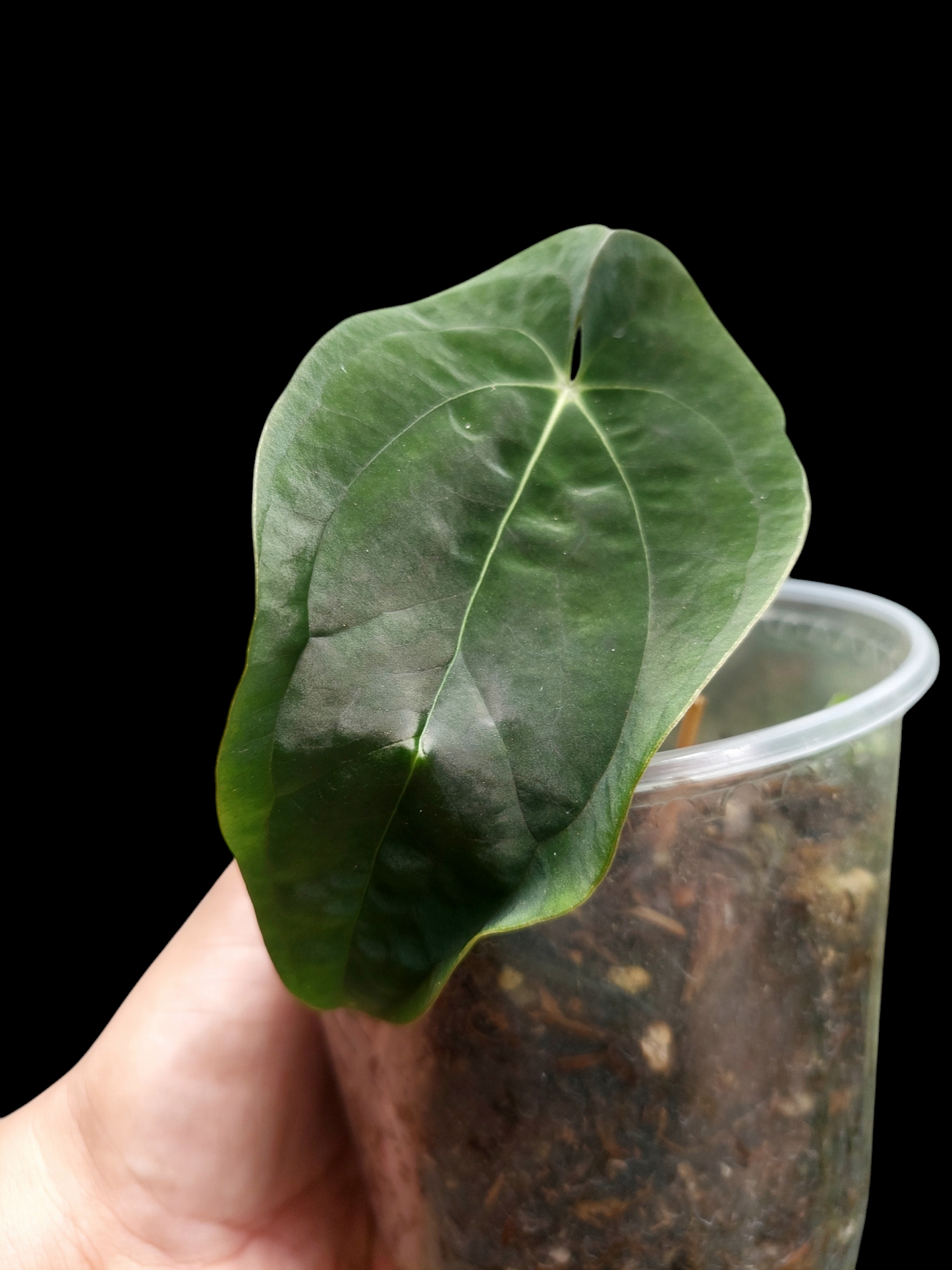 Anthurium Papillilaminum 'Portobelo' Small Size (EXACT PLANT)